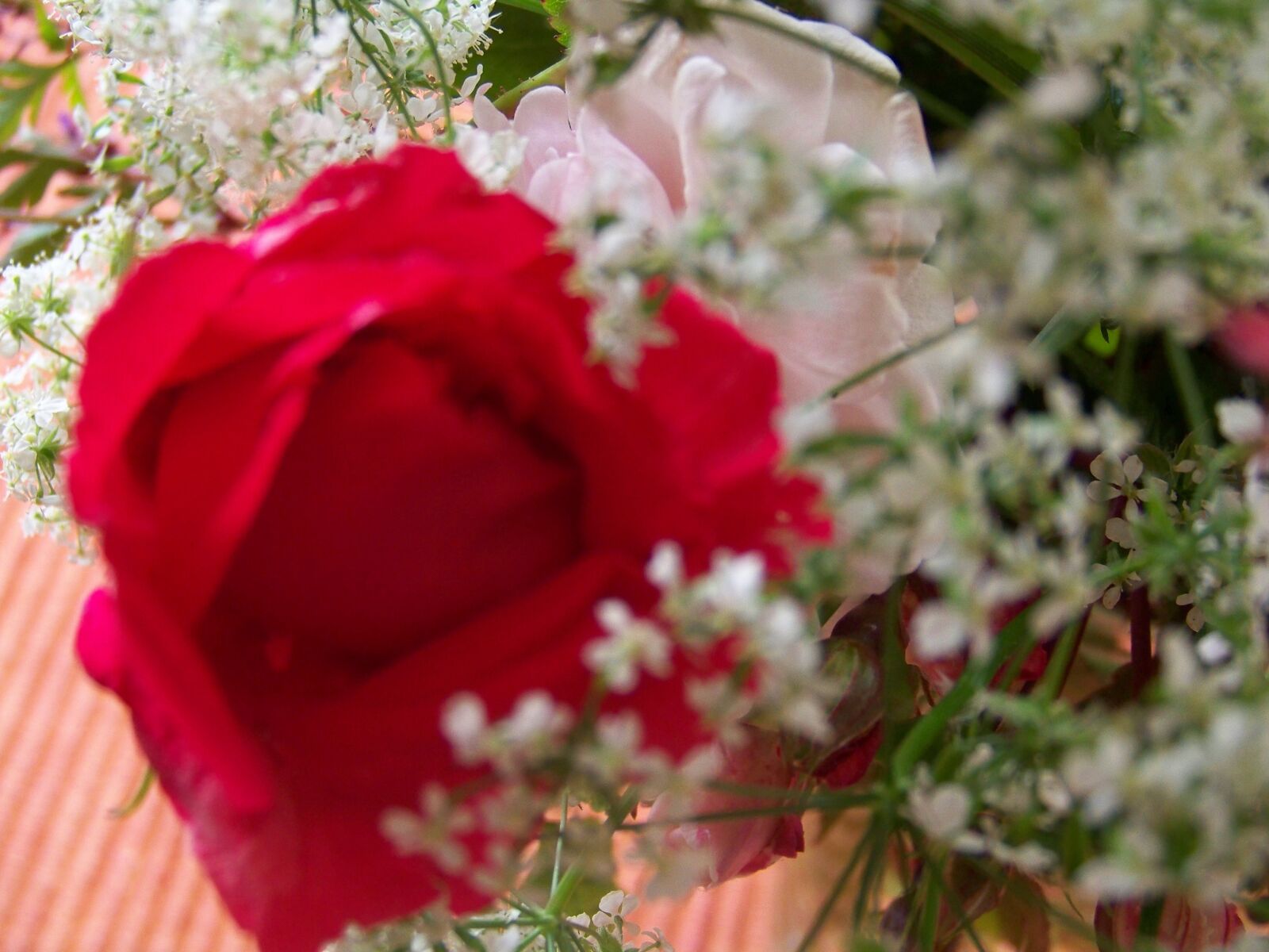 Kodak EASYSHARE Z1012 IS DIGITAL CAMERA sample photo. Flower, rosa, red photography