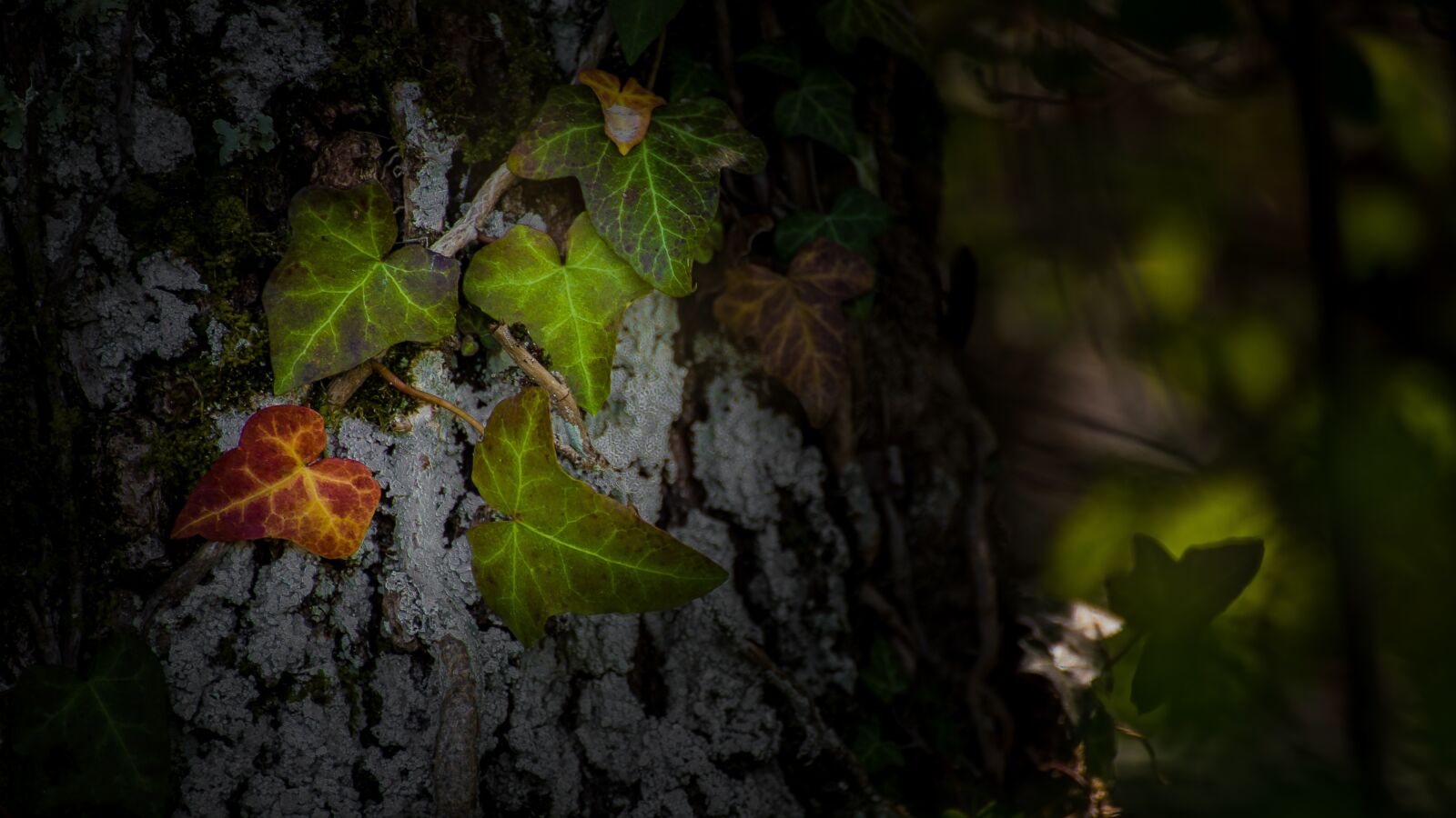 Canon EOS 6D Mark II sample photo. Leaf, tree, trunk photography