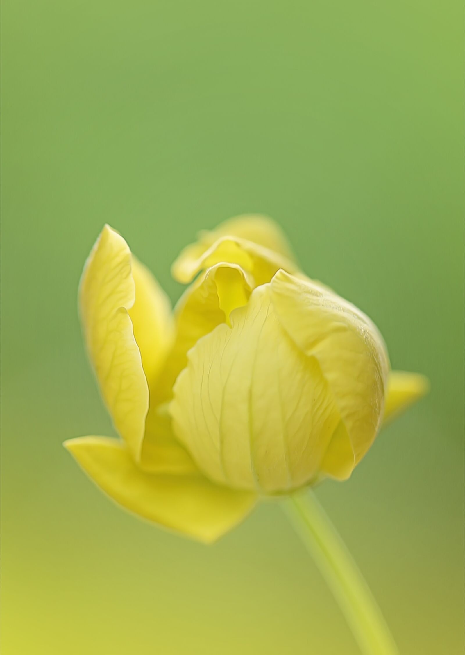Canon EF 100mm F2.8L Macro IS USM sample photo. Yellow flower, flower, s photography