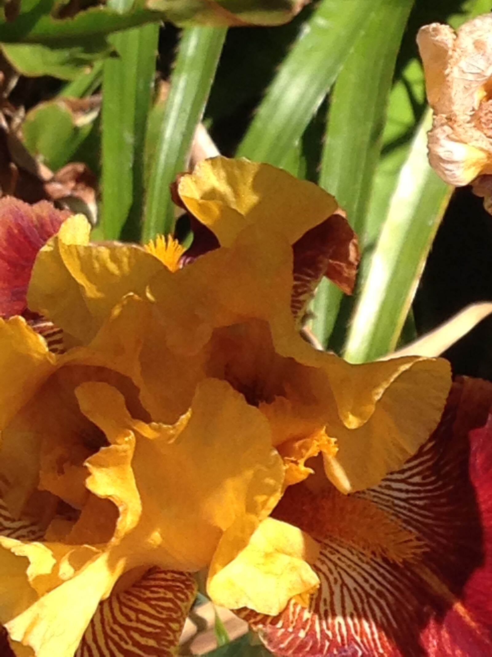 iPhone 5c back camera 4.12mm f/2.4 sample photo. Flowers, yellow, flower photography