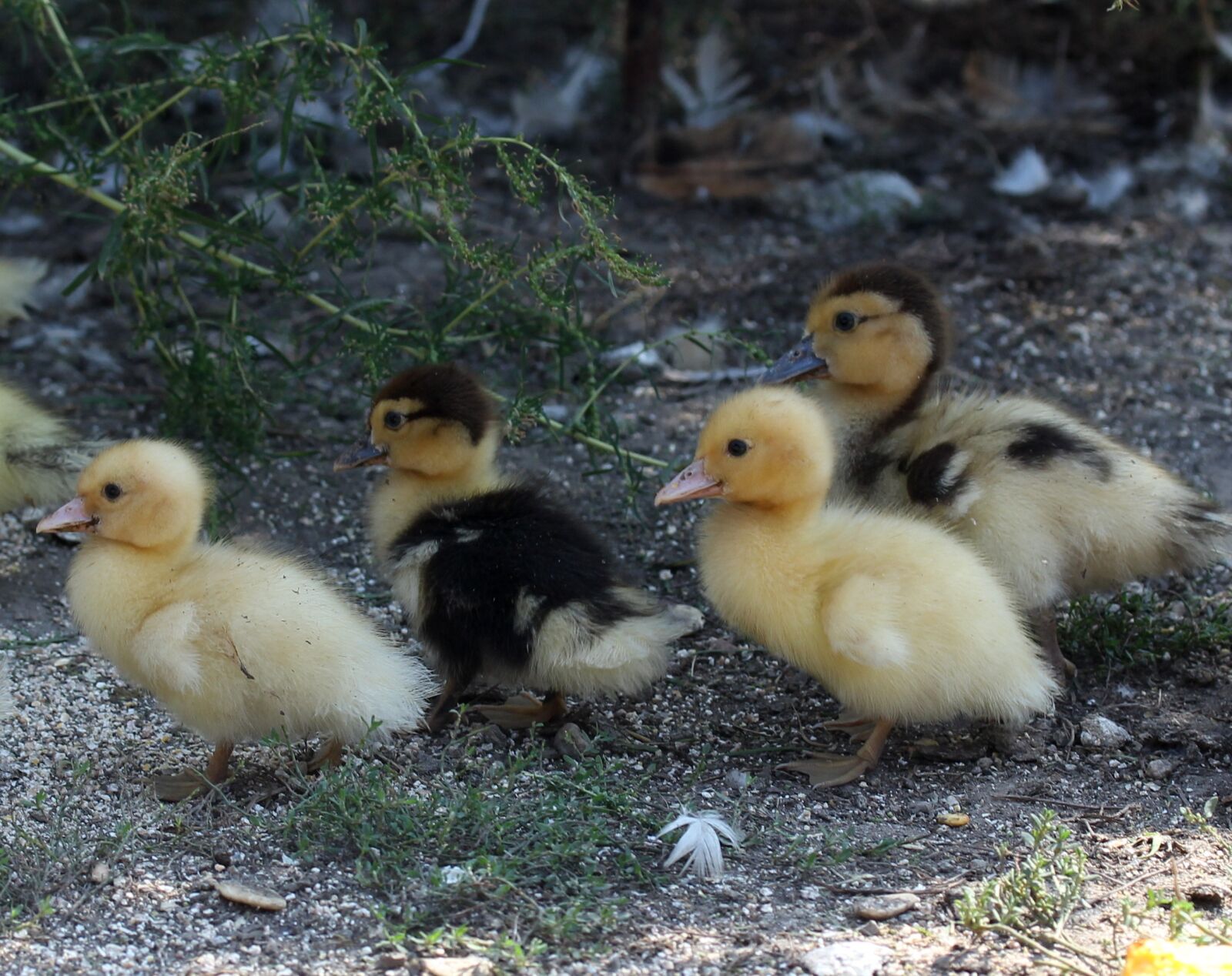 Canon EF-S 60mm F2.8 Macro USM sample photo. Duckling, fluffy, cute photography