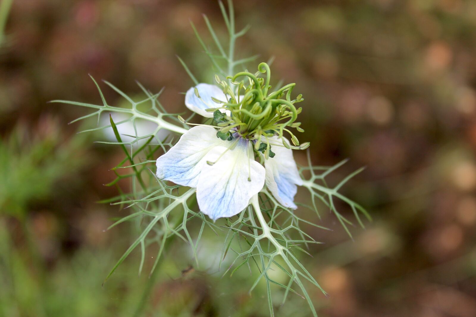Canon EOS 1100D (EOS Rebel T3 / EOS Kiss X50) sample photo. Black cumin, blossom, bloom photography