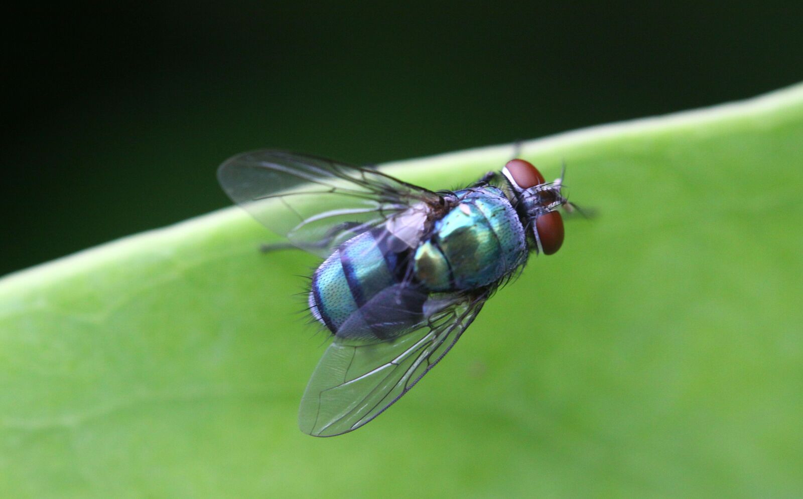 Canon EOS 50D sample photo. Insect, leaf, grasshopper photography