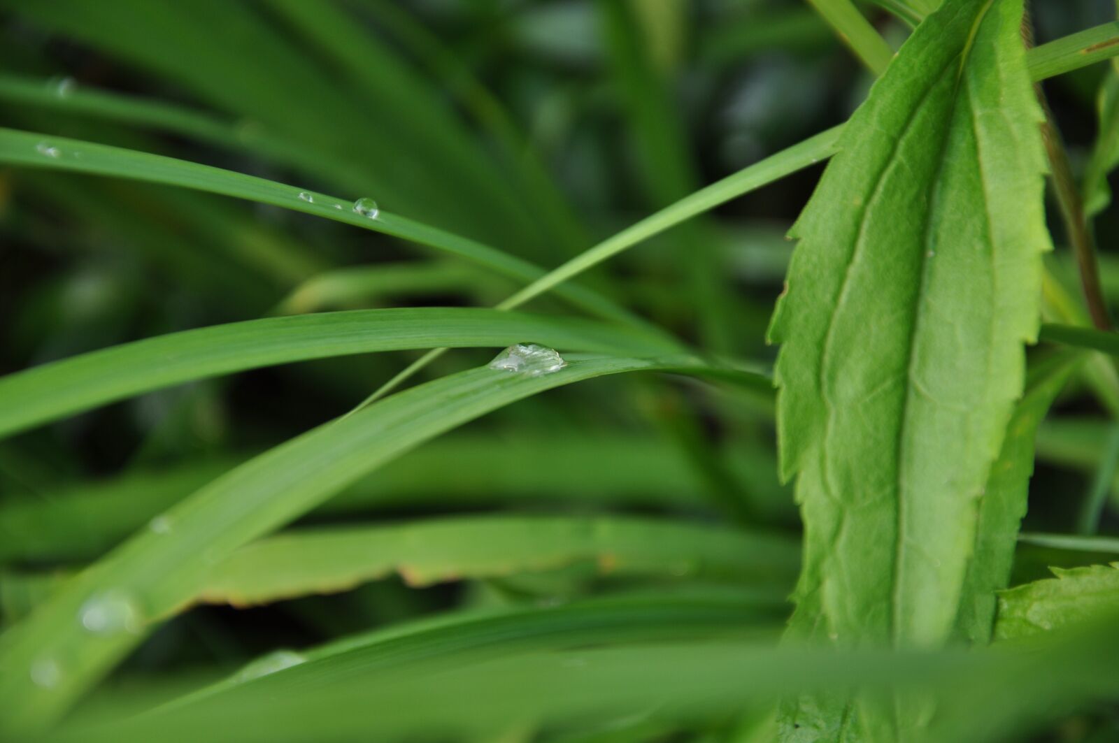 Nikon D5000 sample photo. Grass, a drop of photography