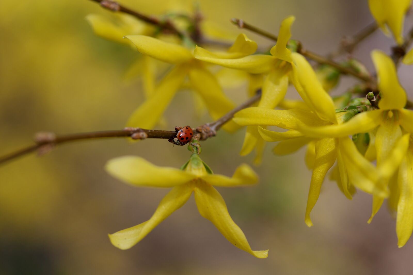 Canon EF-S 60mm F2.8 Macro USM sample photo. Baja, flowers, yellow photography
