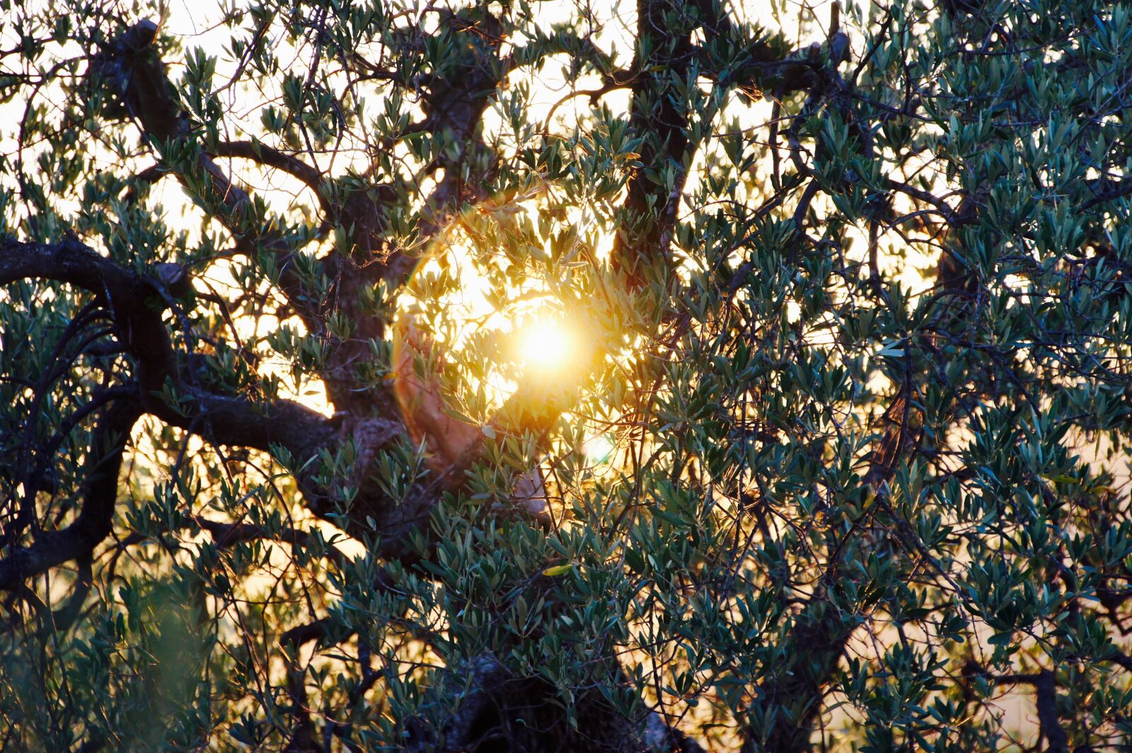 Sony Alpha NEX-5 + Sony E 18-200mm F3.5-6.3 OSS sample photo. Olive tree, evening sun photography