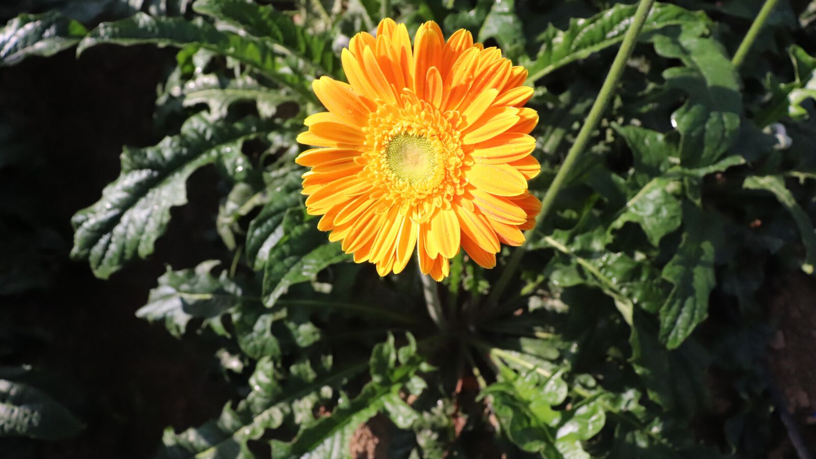Canon EOS 200D (EOS Rebel SL2 / EOS Kiss X9) sample photo. Flower, portrait, sunflower photography