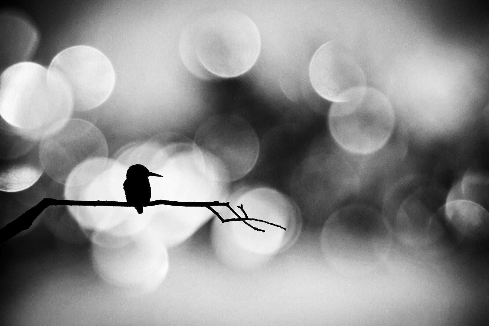 Nikon D3100 sample photo. Small bird, perched, branch photography