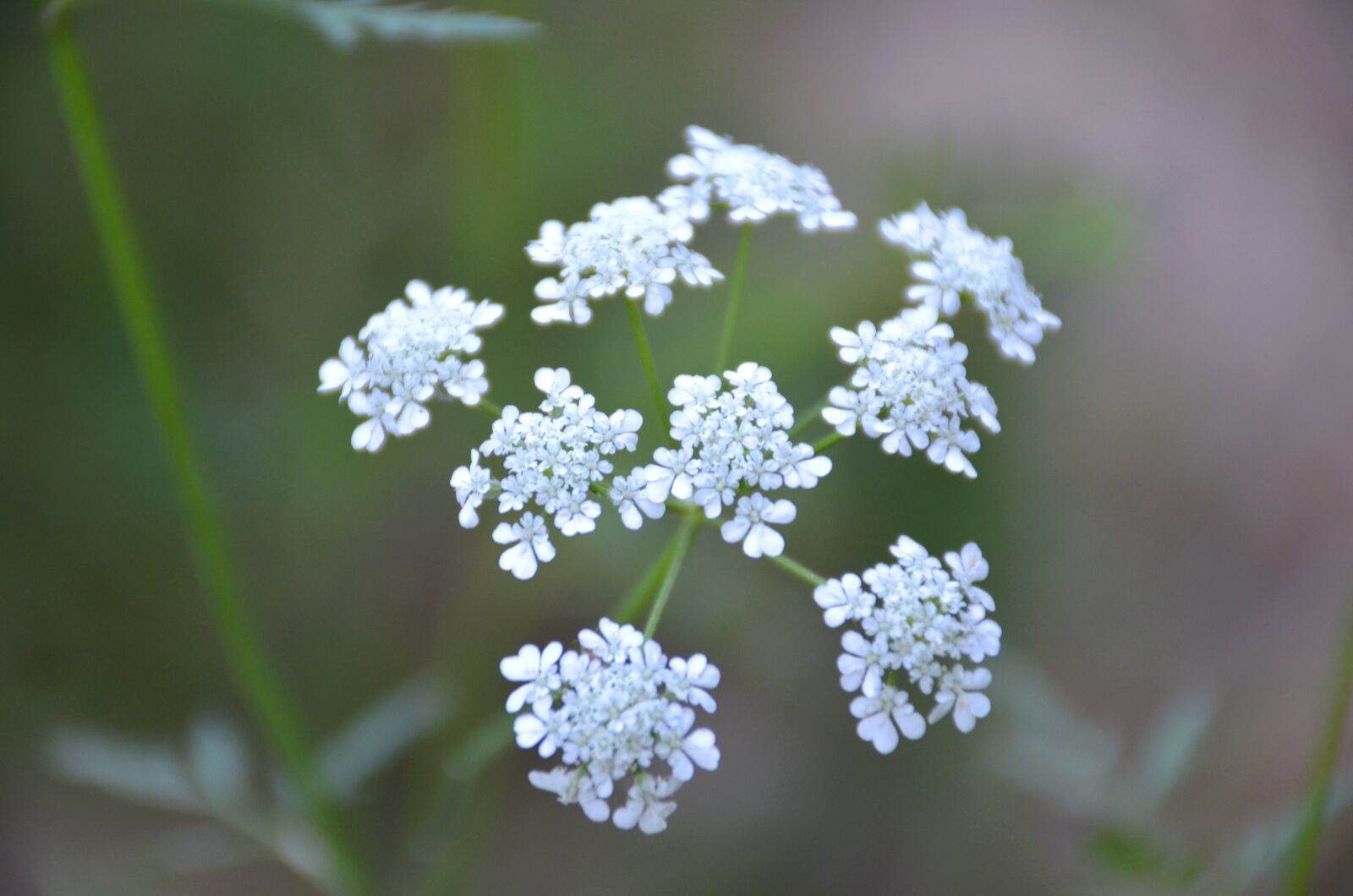 Nikon D7000 sample photo. Close up, flower, nature photography
