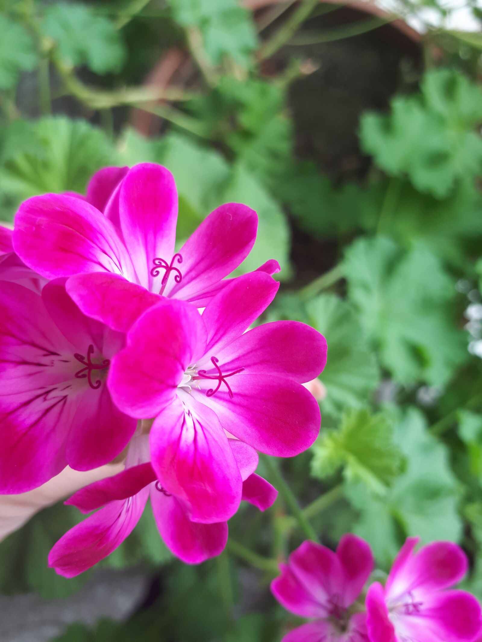 Samsung Galaxy A5(2017) sample photo. Flower, nature, plant photography