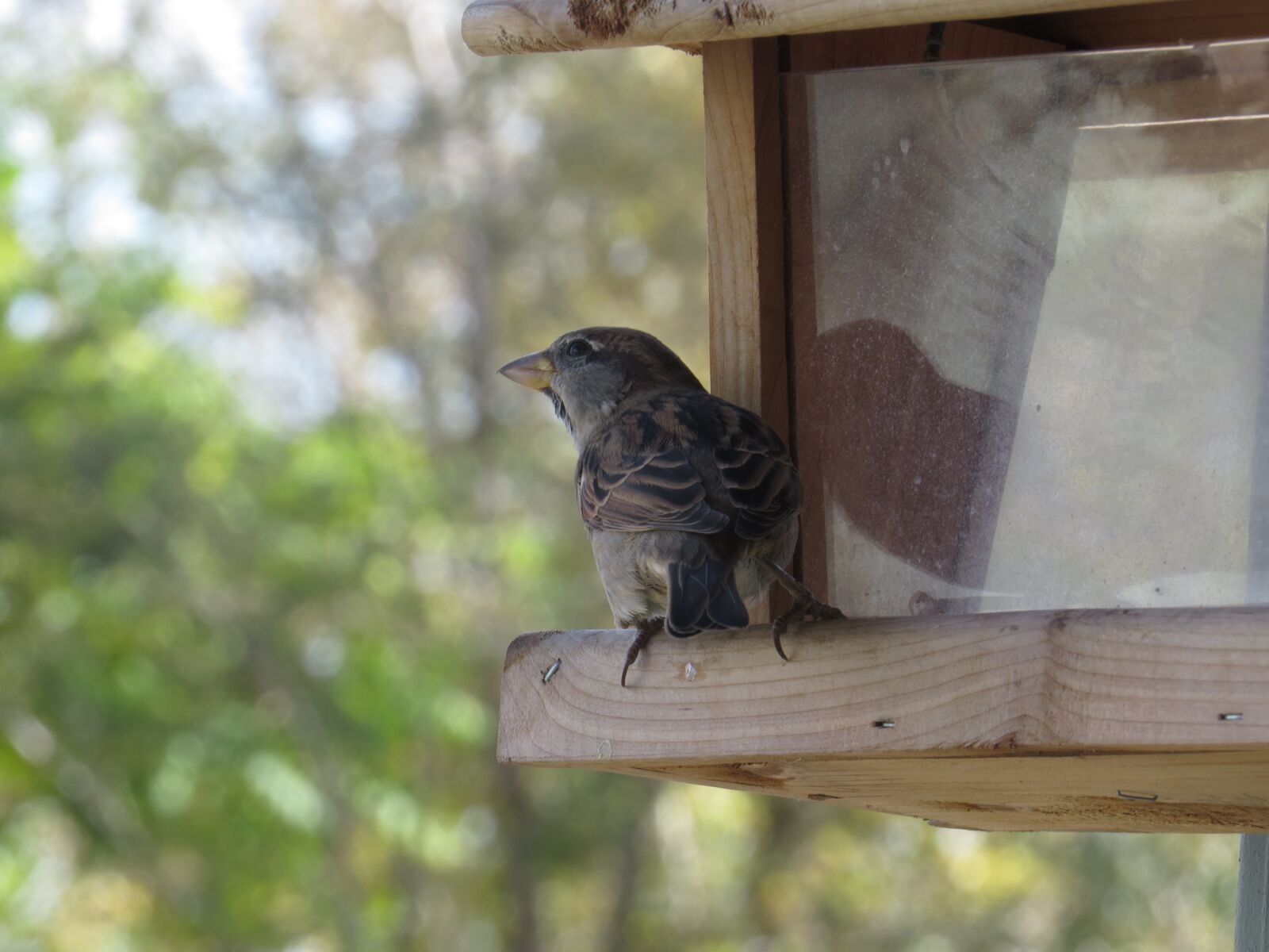 Canon PowerShot SX50 HS sample photo. Bird, bird feeder, finch photography