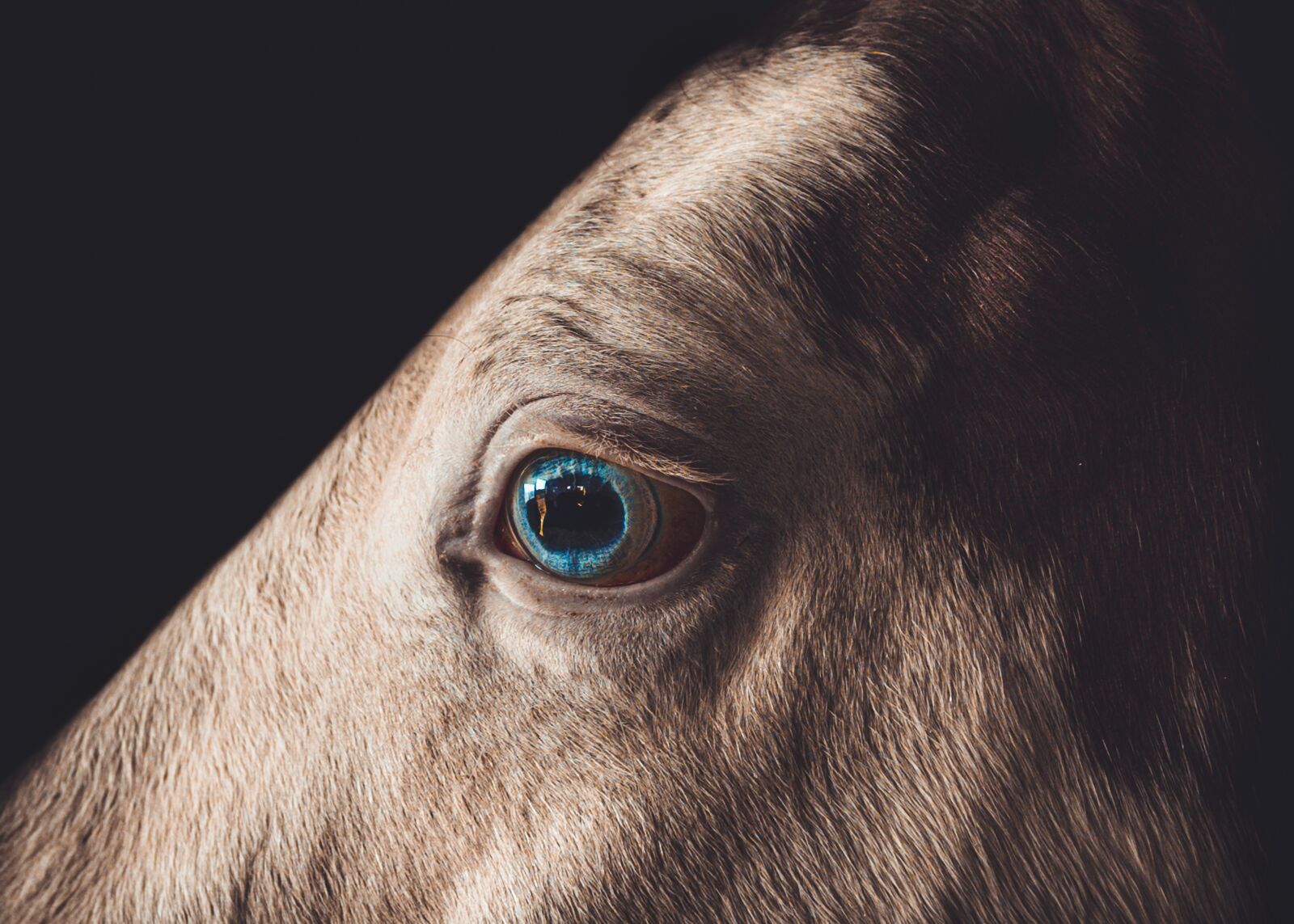 Sigma 16mm F1.4 DC DN | C sample photo. Horse, animal, eye photography