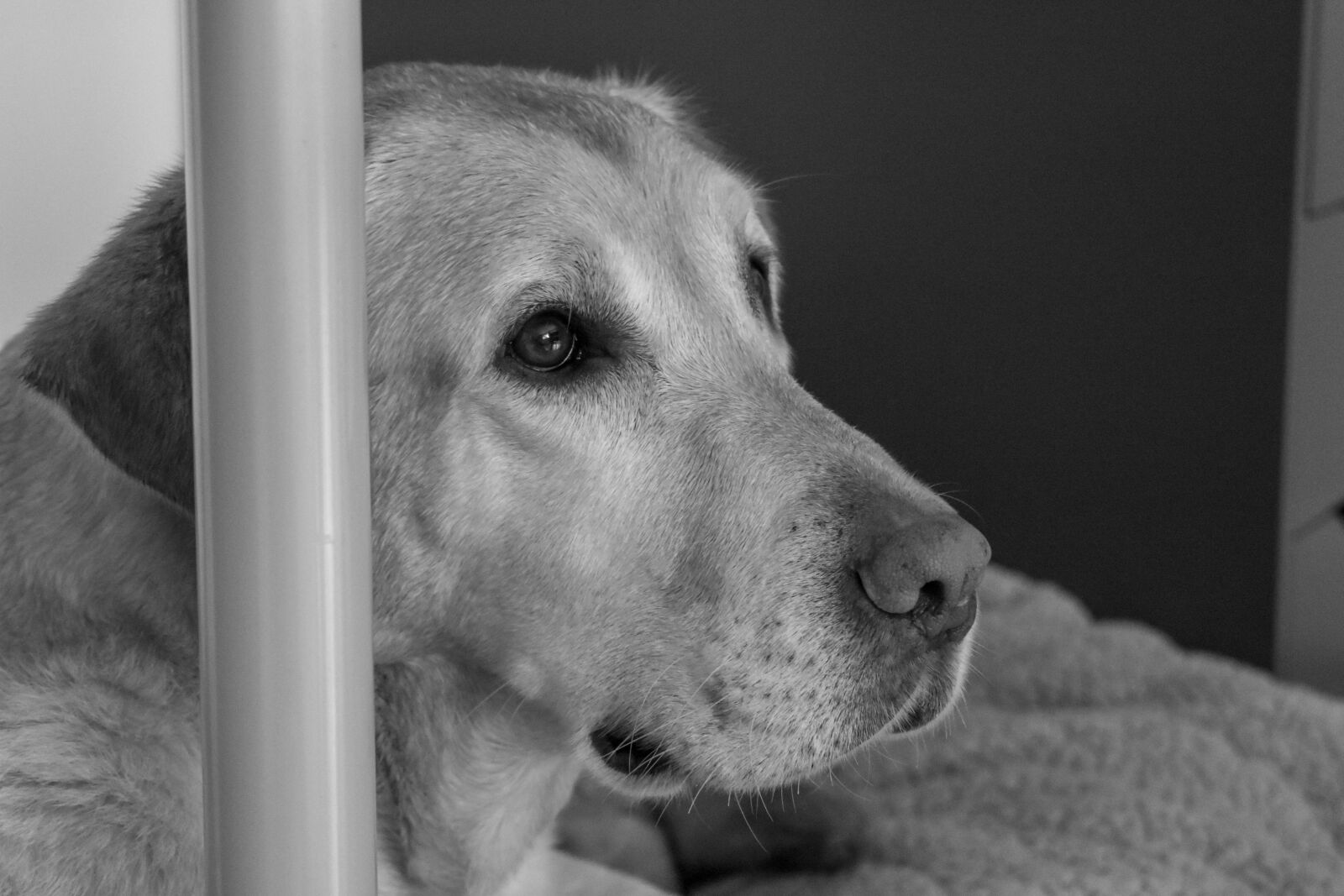 Nikon D3400 sample photo. Dog, labrador, pet photography