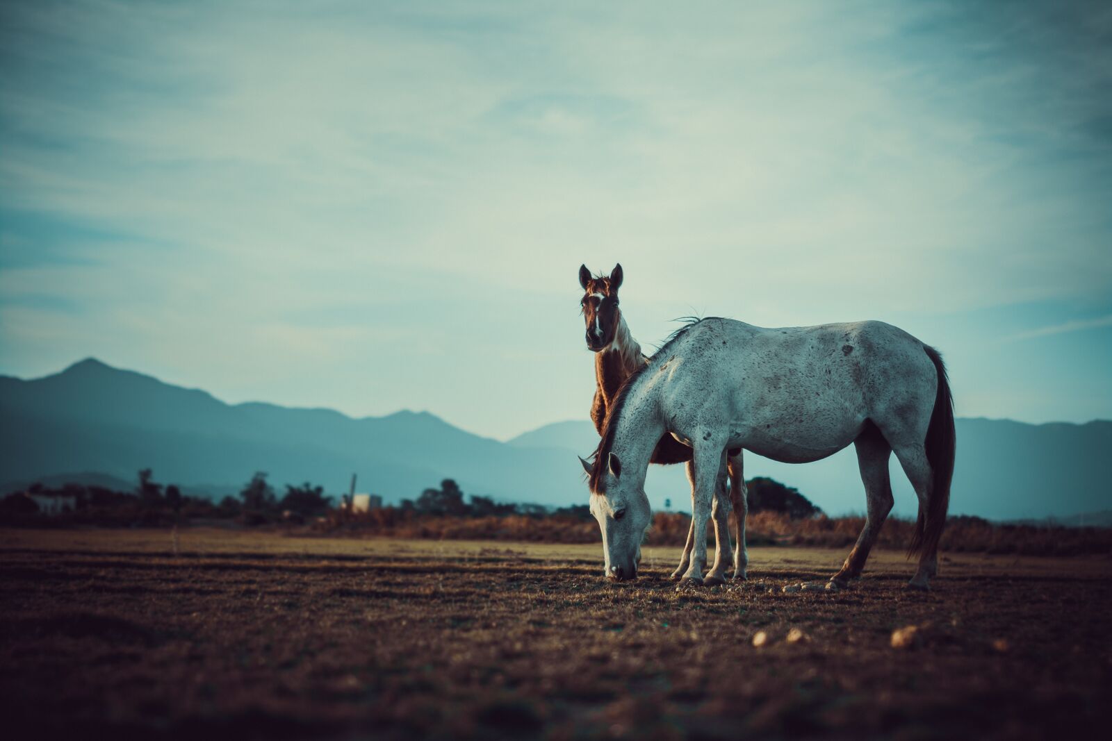 Nikon D5200 sample photo. Horses, landscape, animals photography