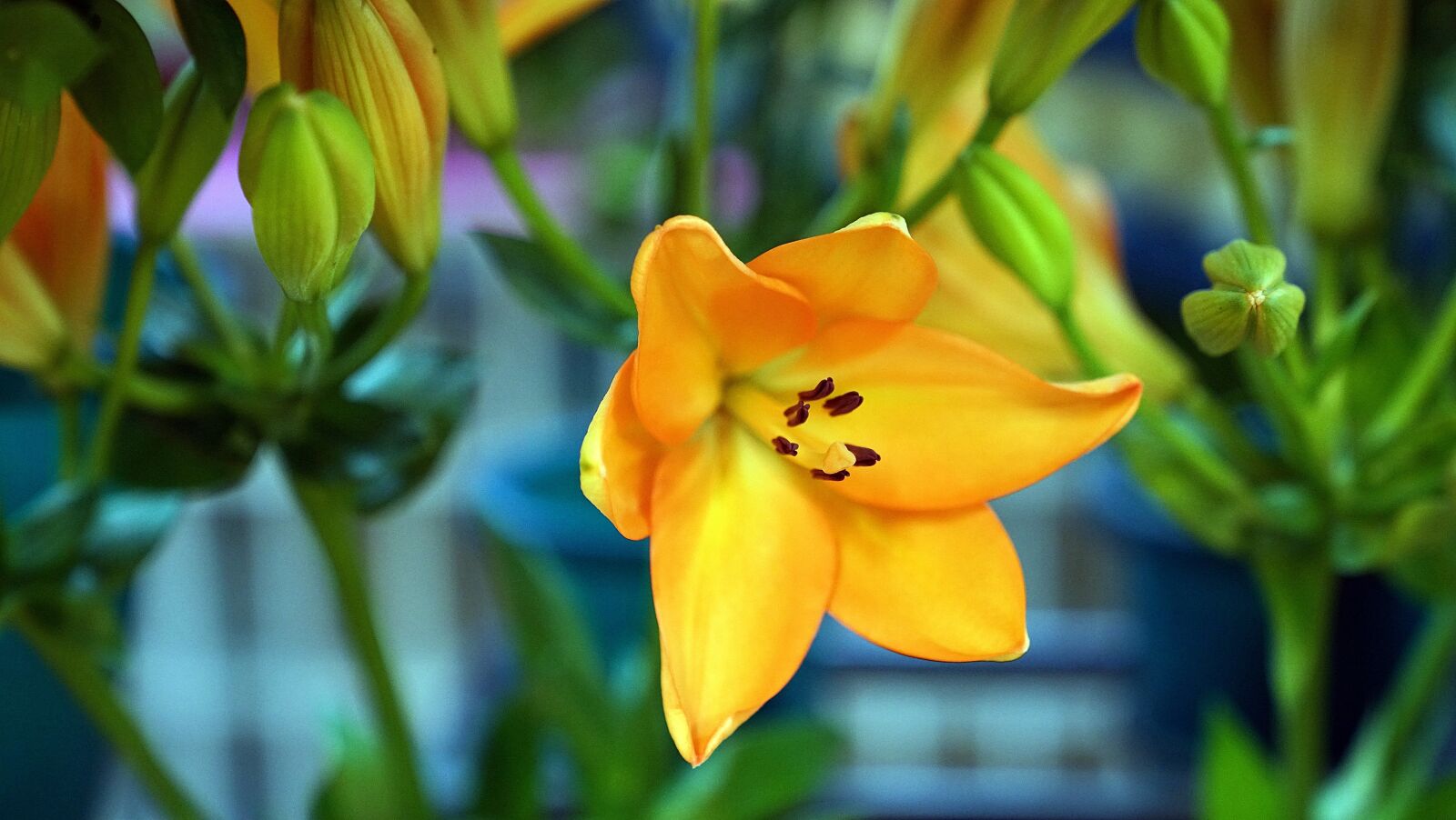 Sony a7R II + Sony FE 24-70mm F2.8 GM sample photo. Lily, flower, orange photography