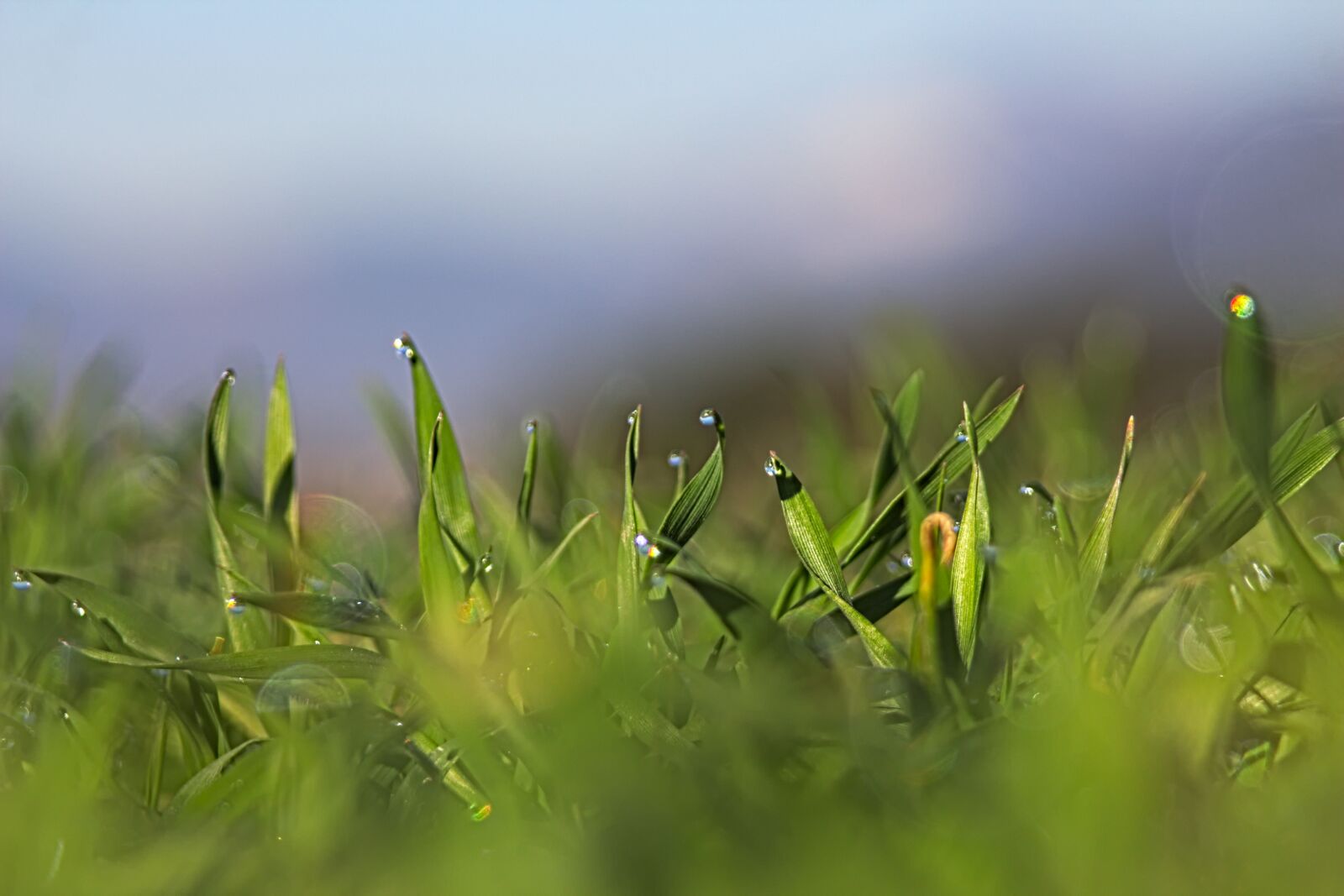 Canon EOS 650D (EOS Rebel T4i / EOS Kiss X6i) sample photo. Macro, in the morning photography