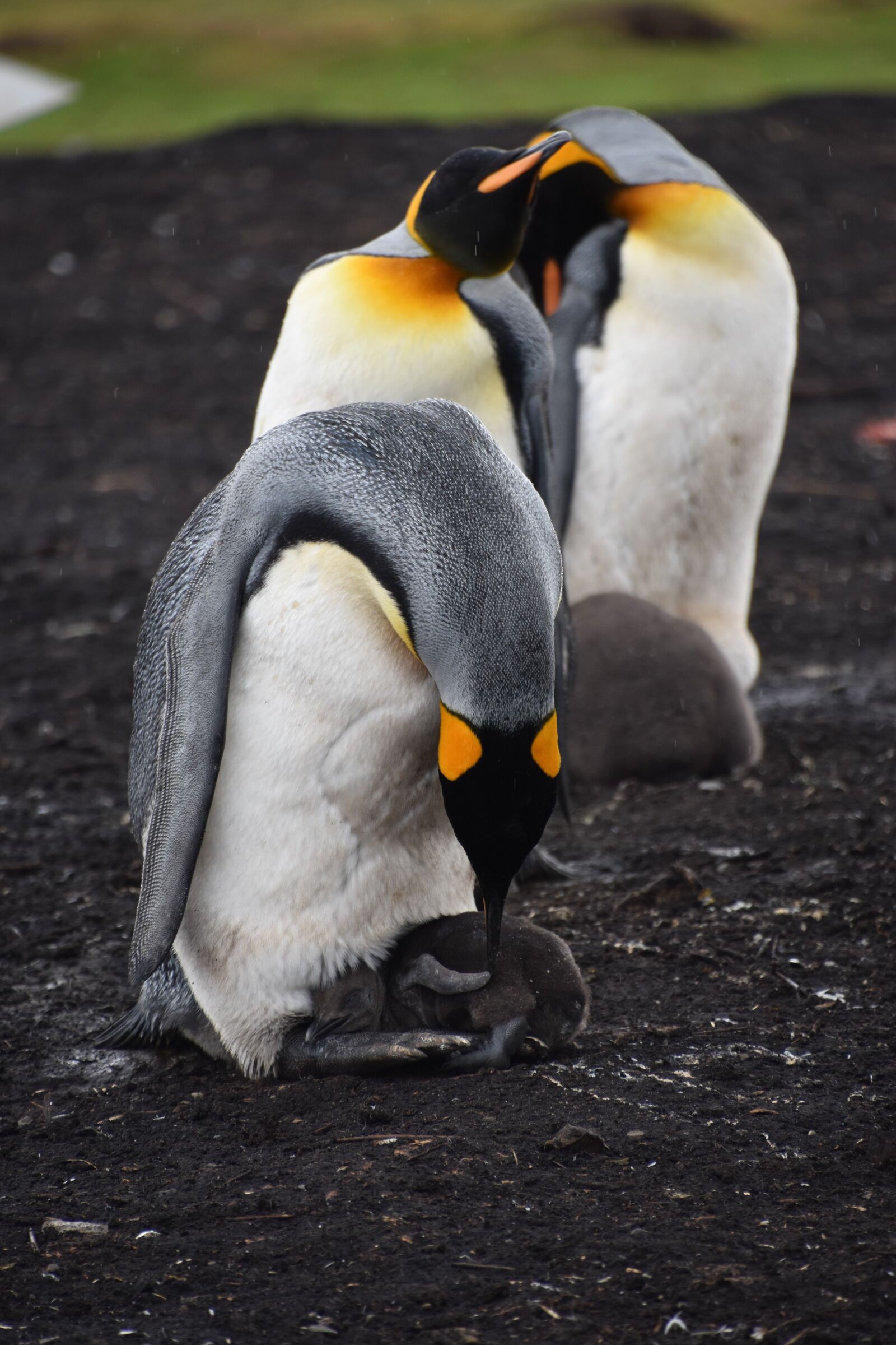Nikon D5600 sample photo. Port stanley, falkland islands photography