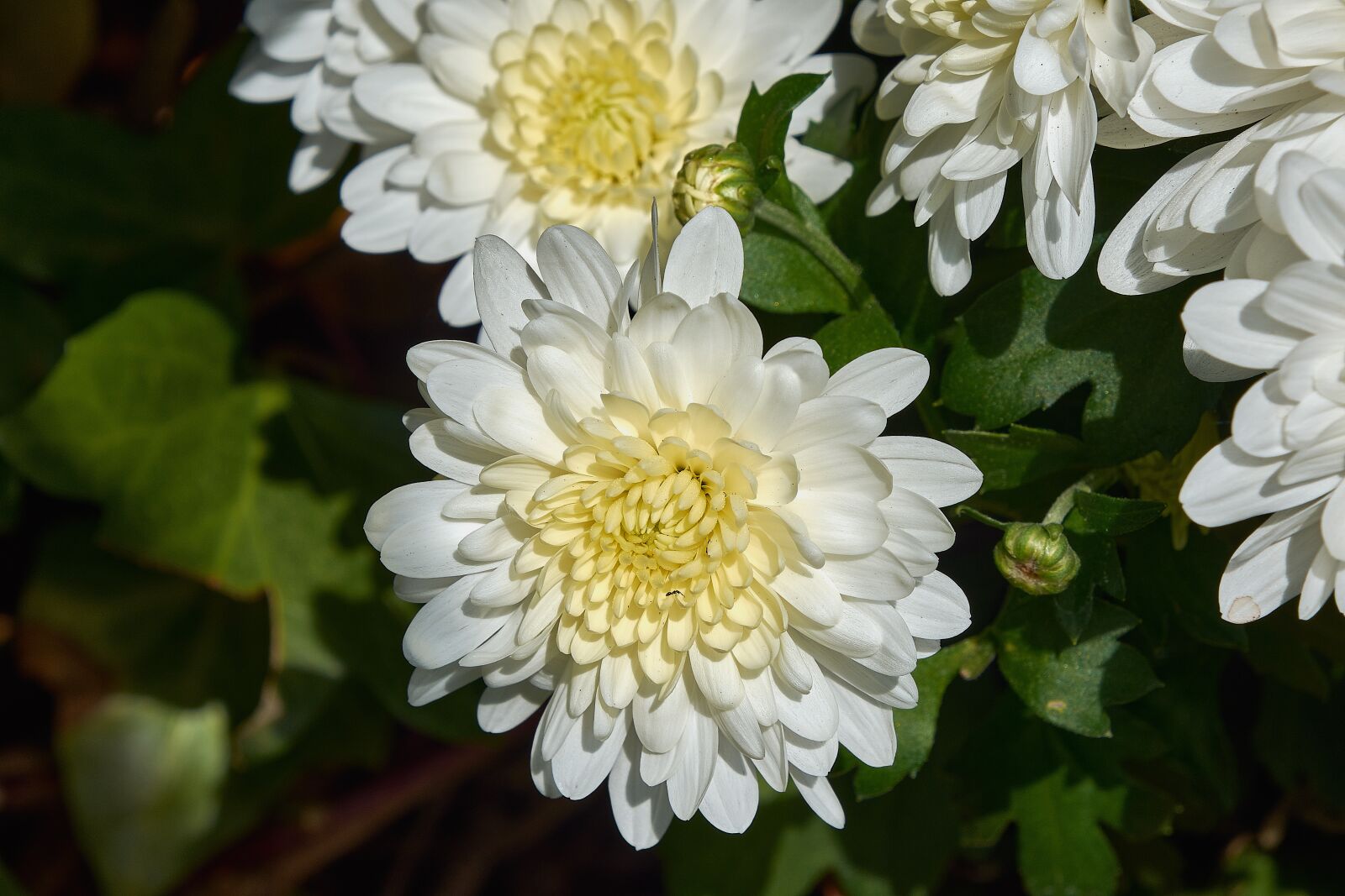 Nikon D7200 sample photo. Margaritas, leaves, daisy photography