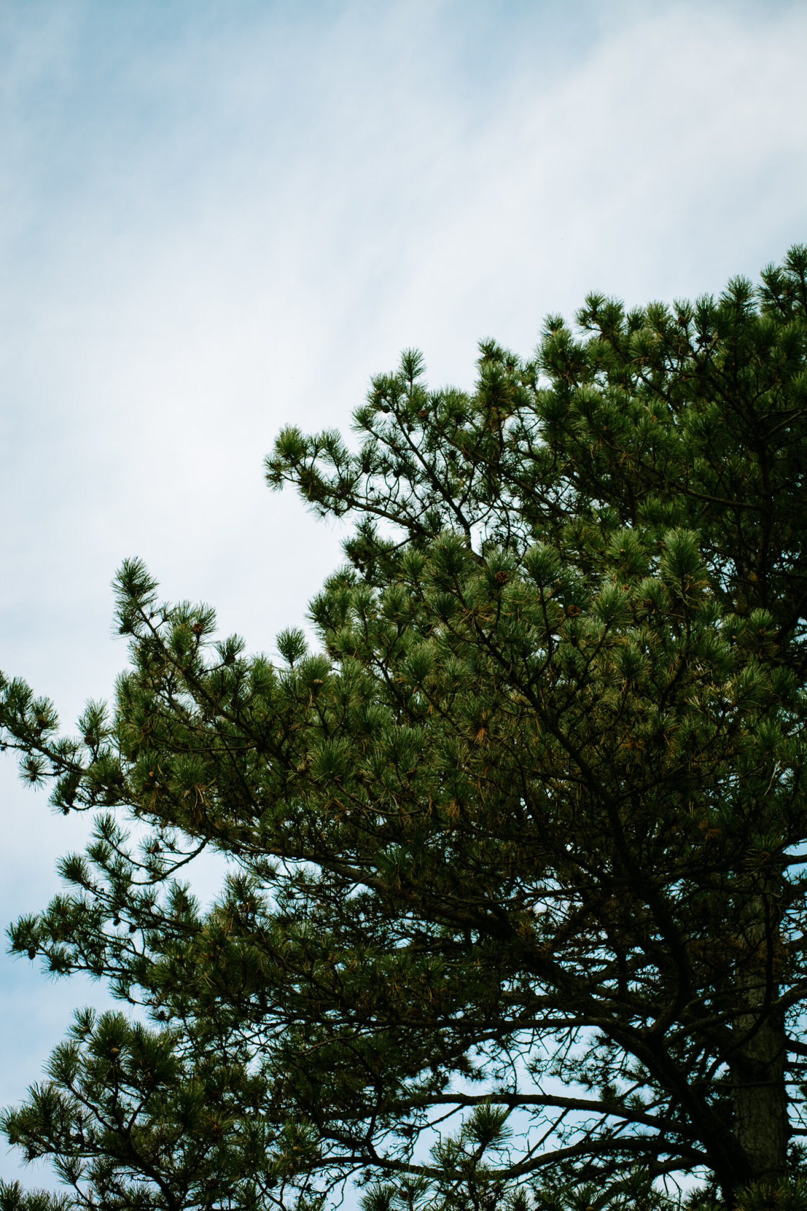 Canon EOS 5D Mark II + Canon EF 85mm F1.8 USM sample photo. Clouds, pine, needles, sky photography