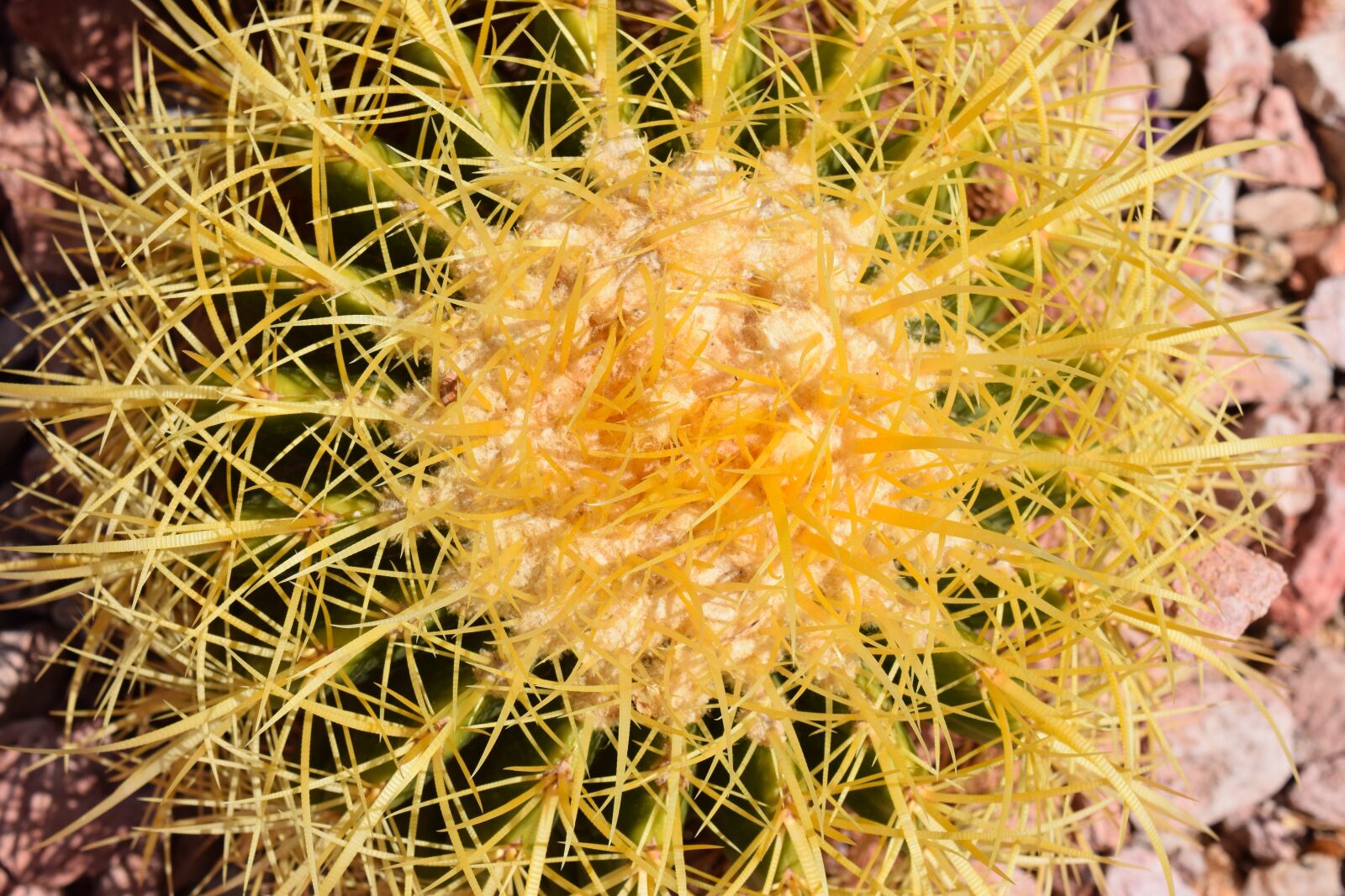 Nikon D3300 sample photo. Cactus, spine, succulent photography