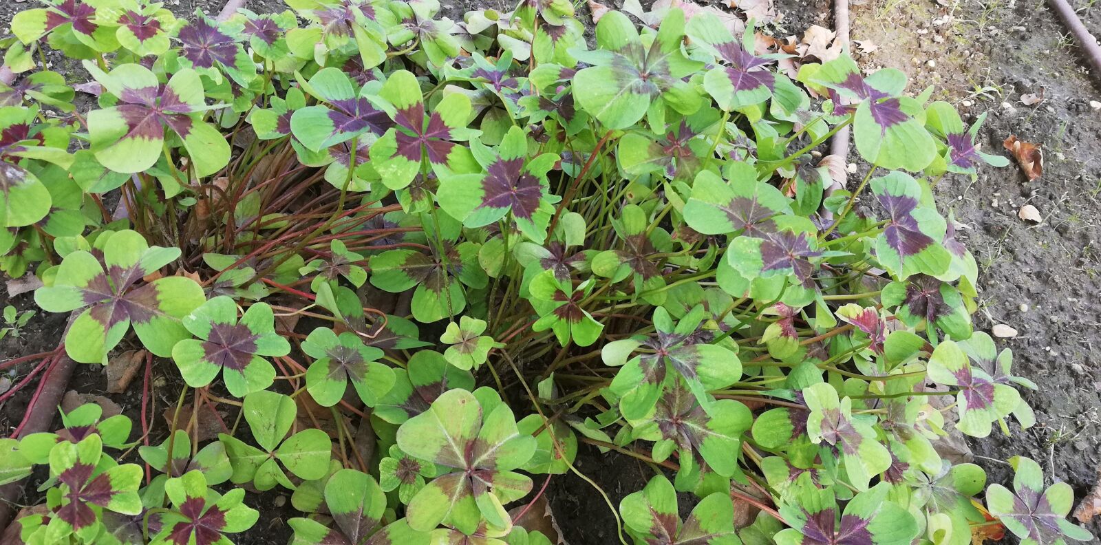 HUAWEI P20 lite sample photo. Clover, oxalis, plant photography