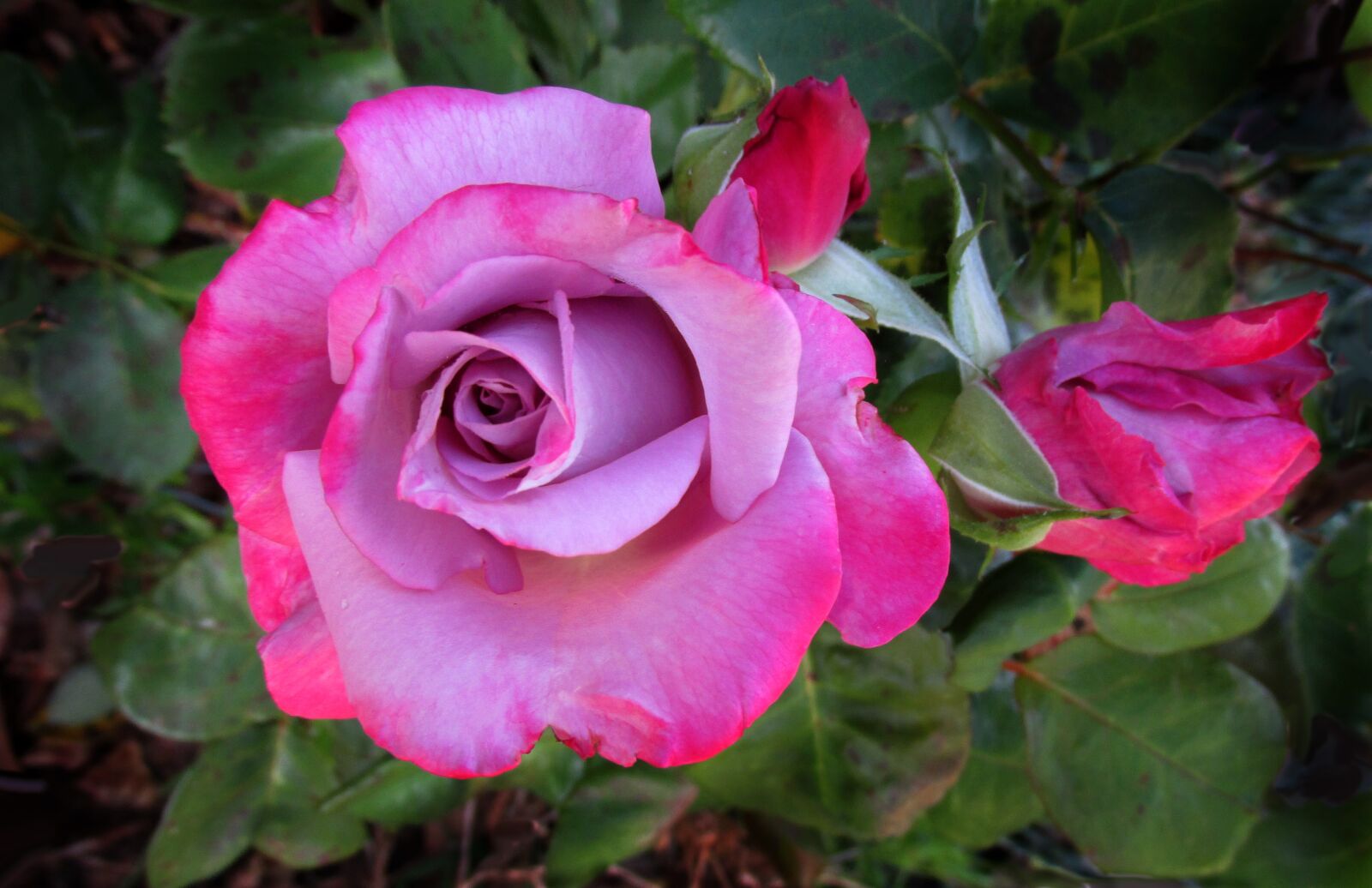Canon PowerShot SX170 IS sample photo. Mauve, pink, rose photography