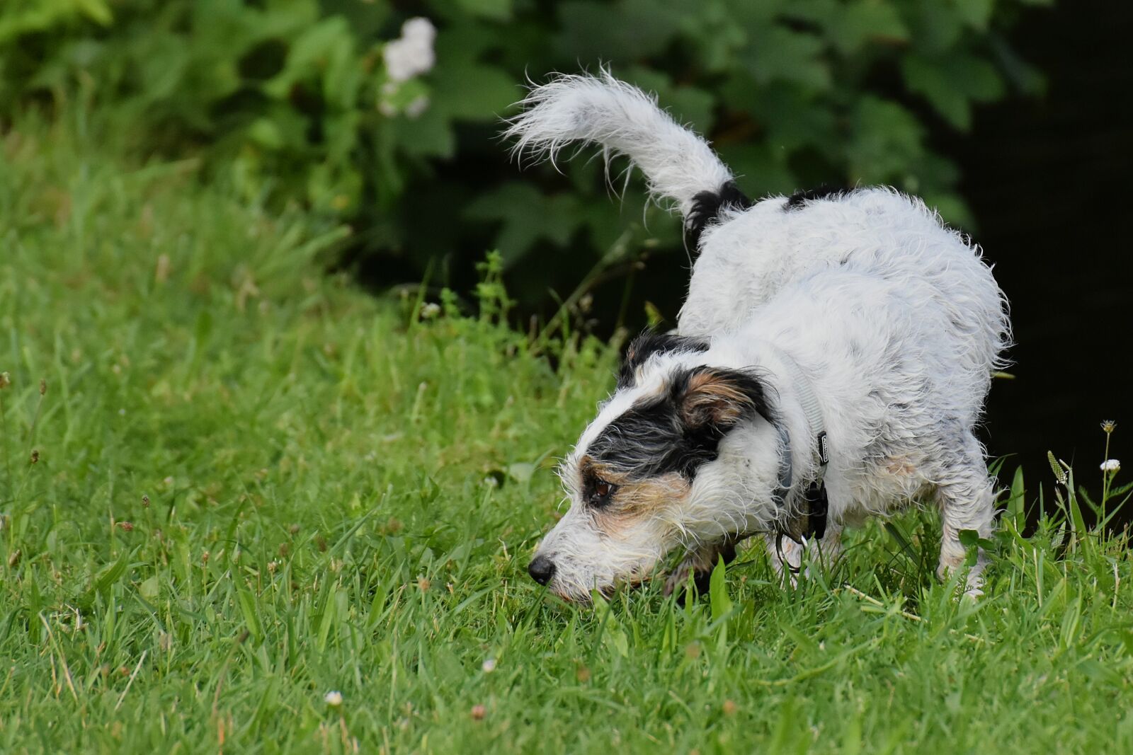 Nikon D7200 sample photo. Dog, play, meadow photography
