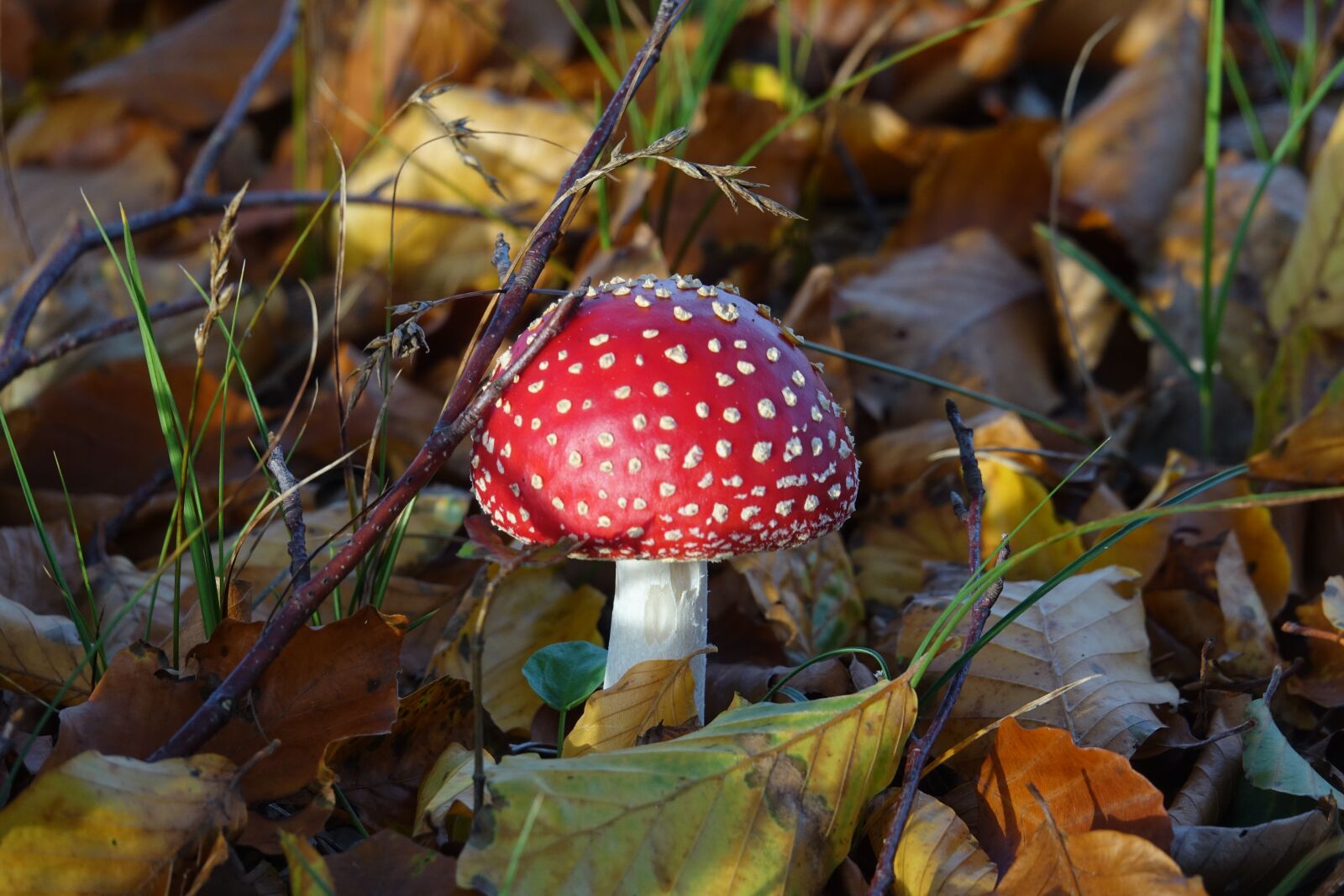 Sony Cyber-shot DSC-RX10 III sample photo. Mushrooms, mushroom, fly agaric photography