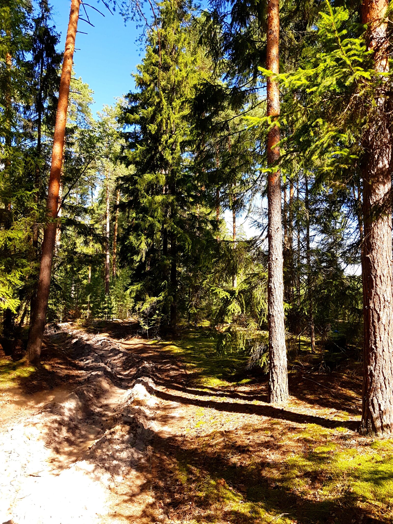 Samsung SM-G930F sample photo. Forest, autumn, velikodvor'ye photography