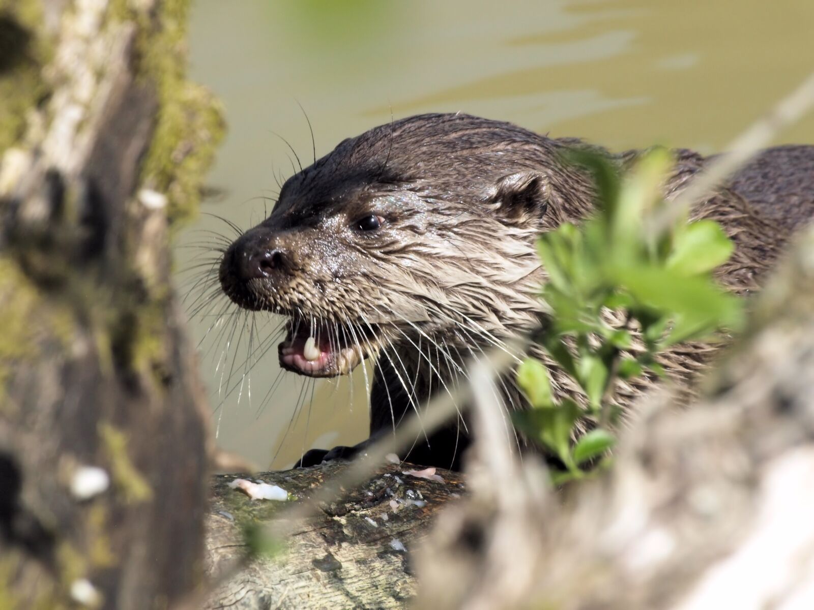 Olympus E-510 (EVOLT E-510) sample photo. Otter, wildlife, portrait photography