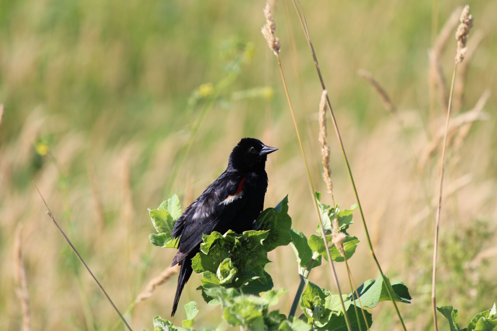 Canon EOS 700D (EOS Rebel T5i / EOS Kiss X7i) sample photo. Red-winged blackbird, fledgling, bird photography