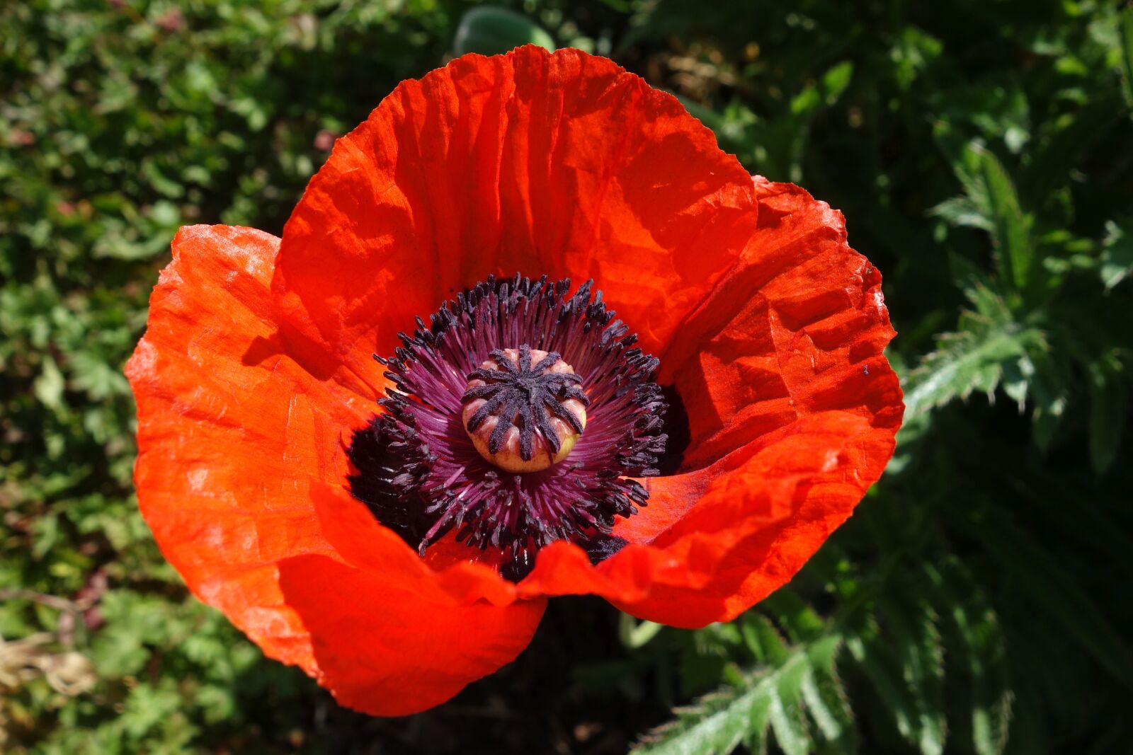 Sony Cyber-shot DSC-RX100 sample photo. Poppy, red, klatschmohn photography