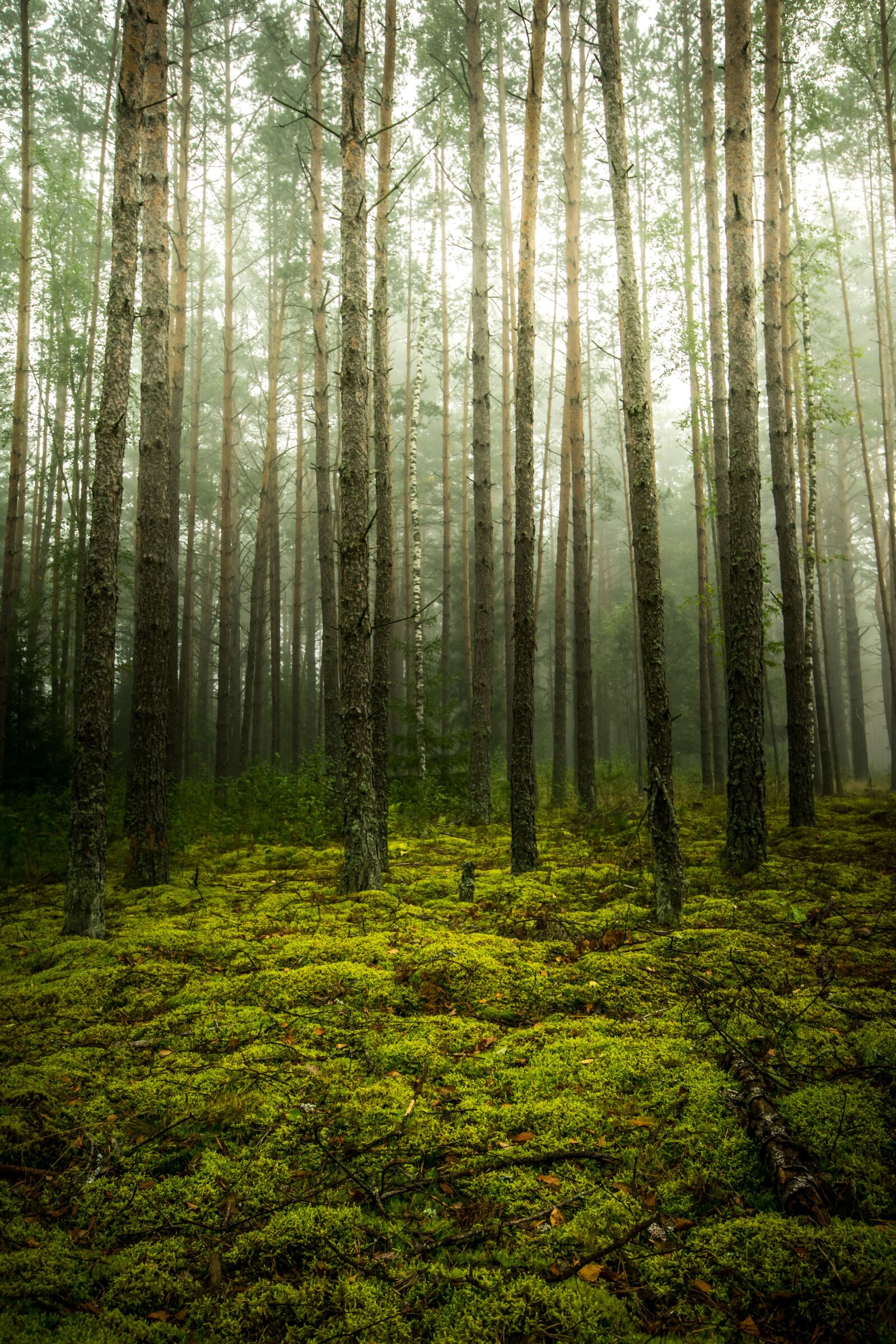 Nikon D3300 sample photo. Fog, forest, trees photography
