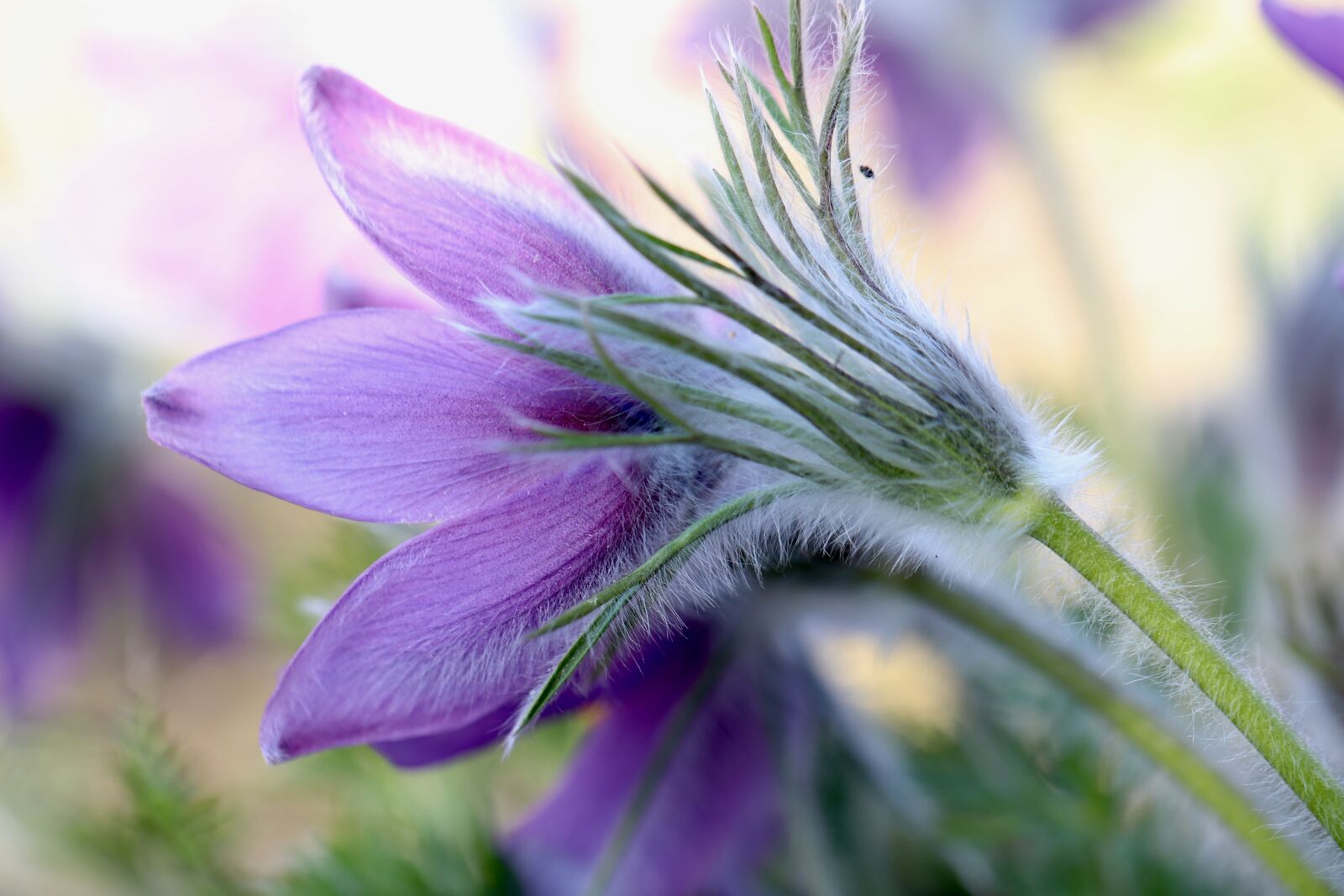 Canon EOS 800D (EOS Rebel T7i / EOS Kiss X9i) + Canon EF 100mm F2.8L Macro IS USM sample photo. Pasque flower, pasqueflower, blossom photography