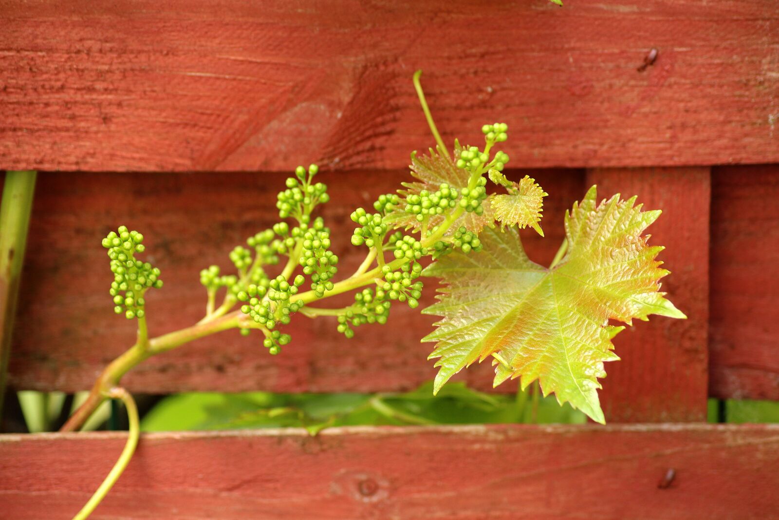 Canon EOS 1200D (EOS Rebel T5 / EOS Kiss X70 / EOS Hi) sample photo. Grapes, creeper, sprouts fruit photography