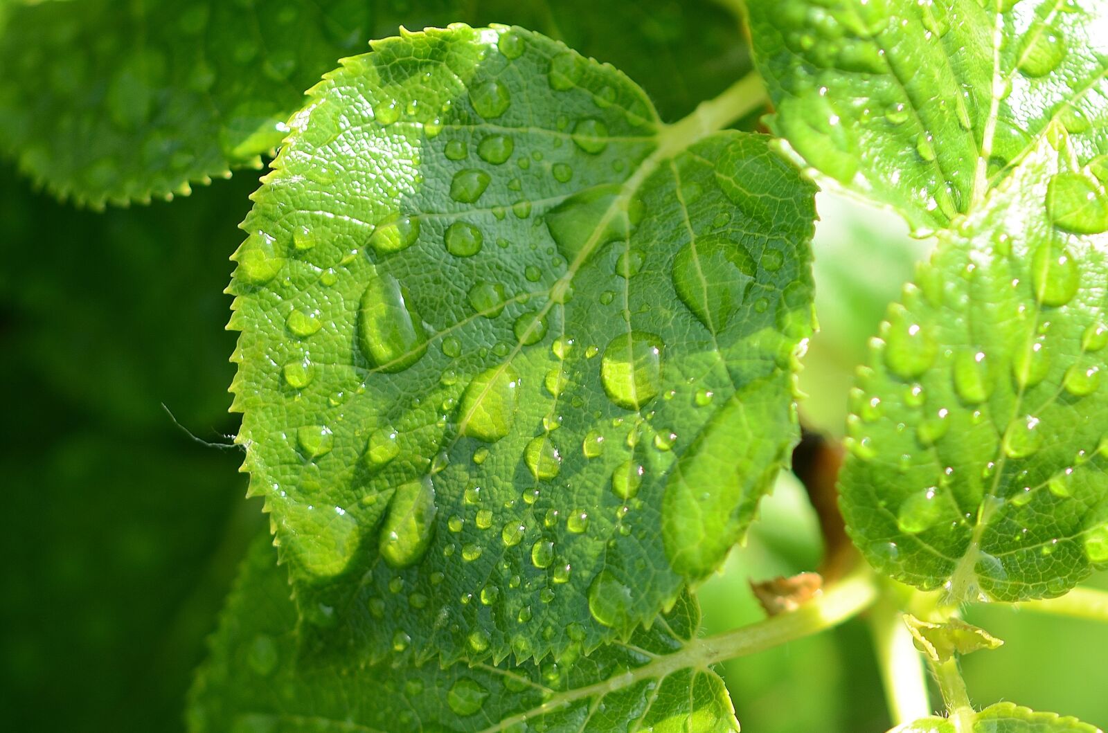 Nikon D7000 sample photo. Leaf, natur, leaves photography