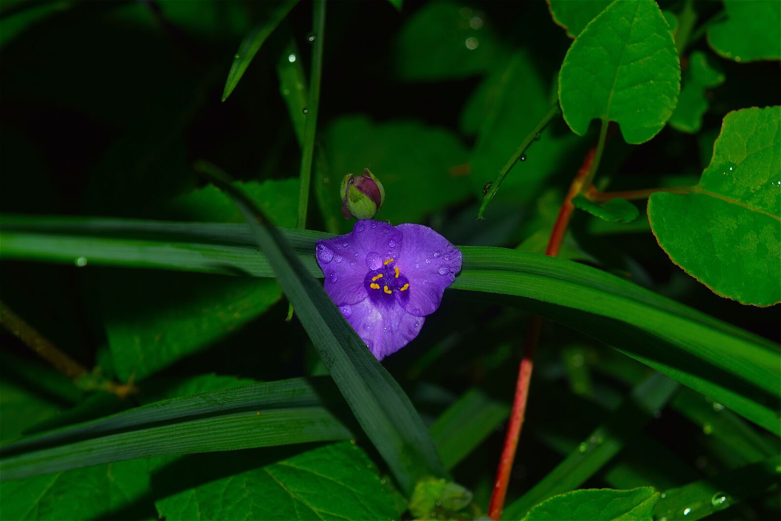 Nikon D3300 sample photo. Purple flower, dew, rain photography