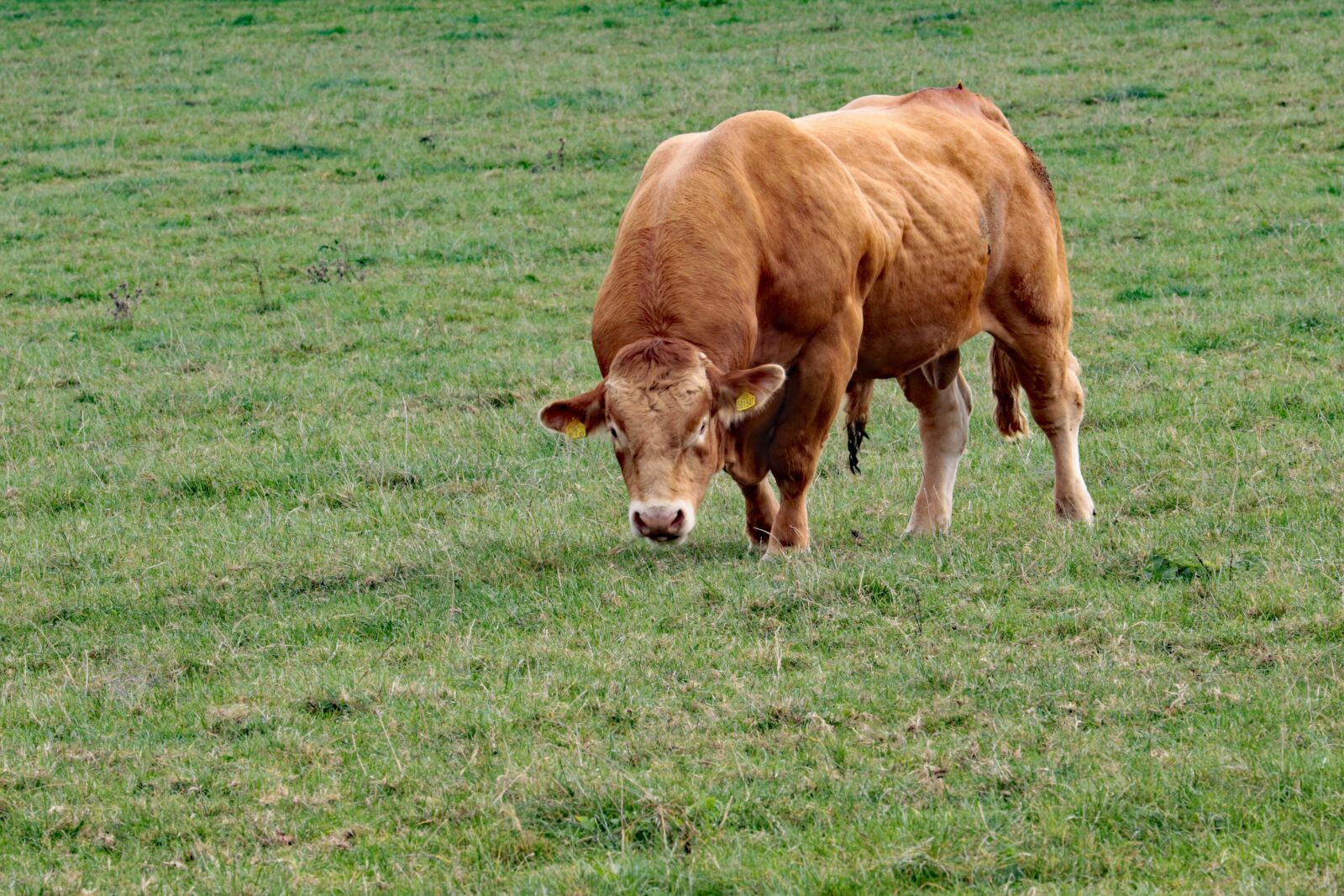 Canon EOS 7D Mark II sample photo. Bull, cattle, animal photography