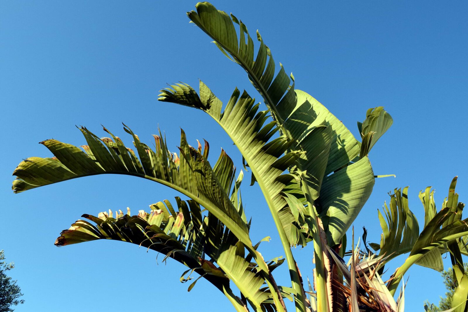 Nikon D3300 sample photo. Blue sky, flora, tree photography