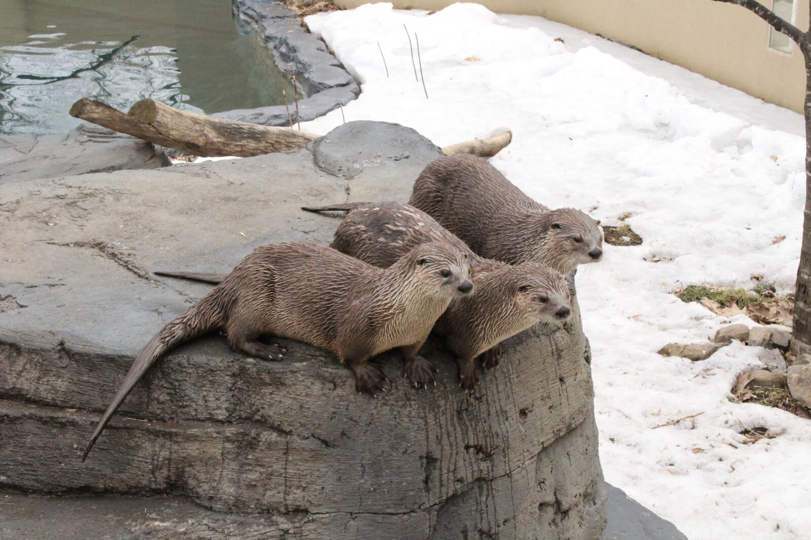 Canon EOS 1300D (EOS Rebel T6 / EOS Kiss X80) sample photo. Otter, wet, adorable photography