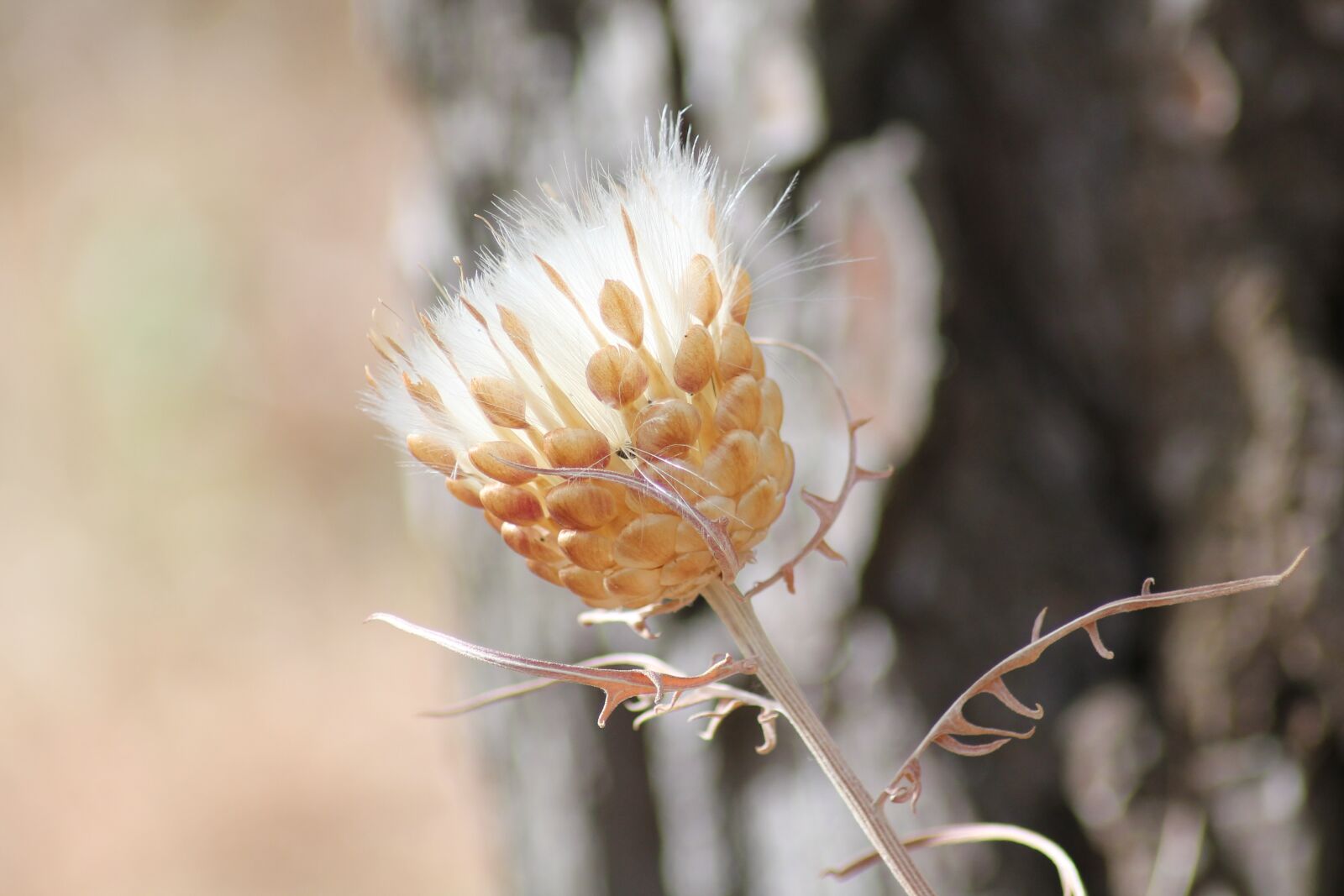 Canon EOS 1100D (EOS Rebel T3 / EOS Kiss X50) sample photo. Flower, thistle, wild flower photography
