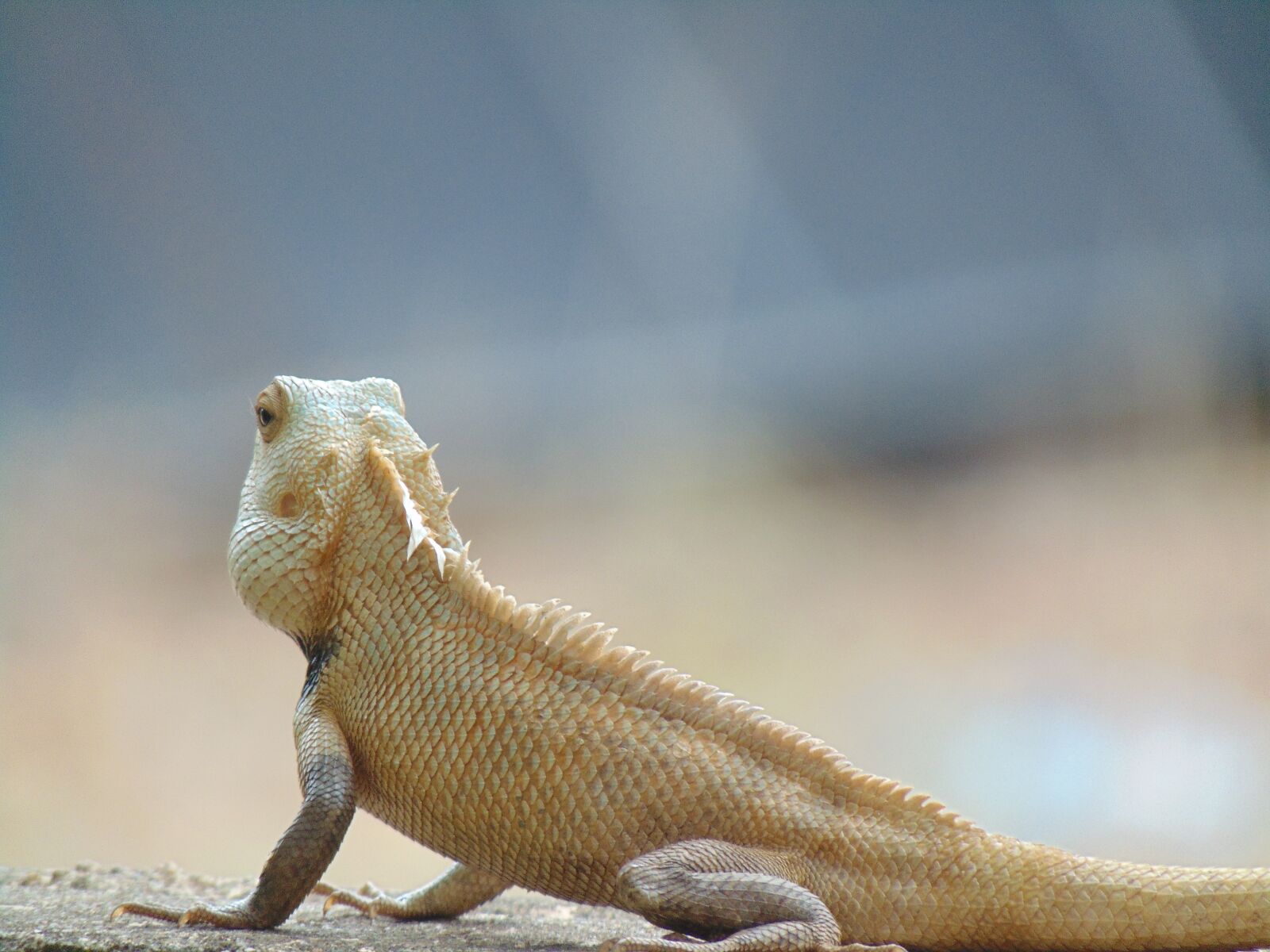 Sony Cyber-shot DSC-H300 sample photo. Indian garden lizard, green photography