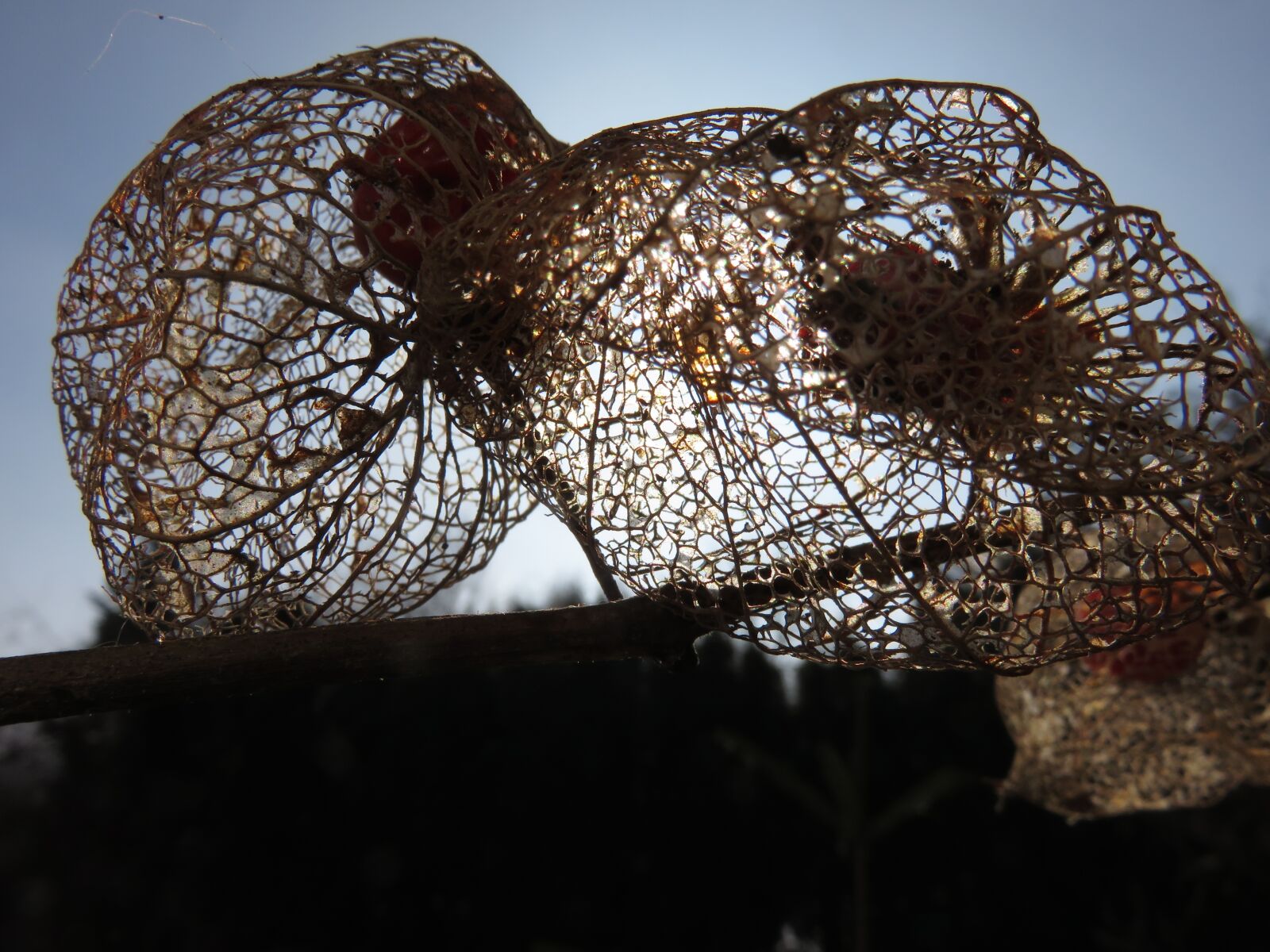 Canon PowerShot SX700 HS sample photo. Physalis, sun, nature photography