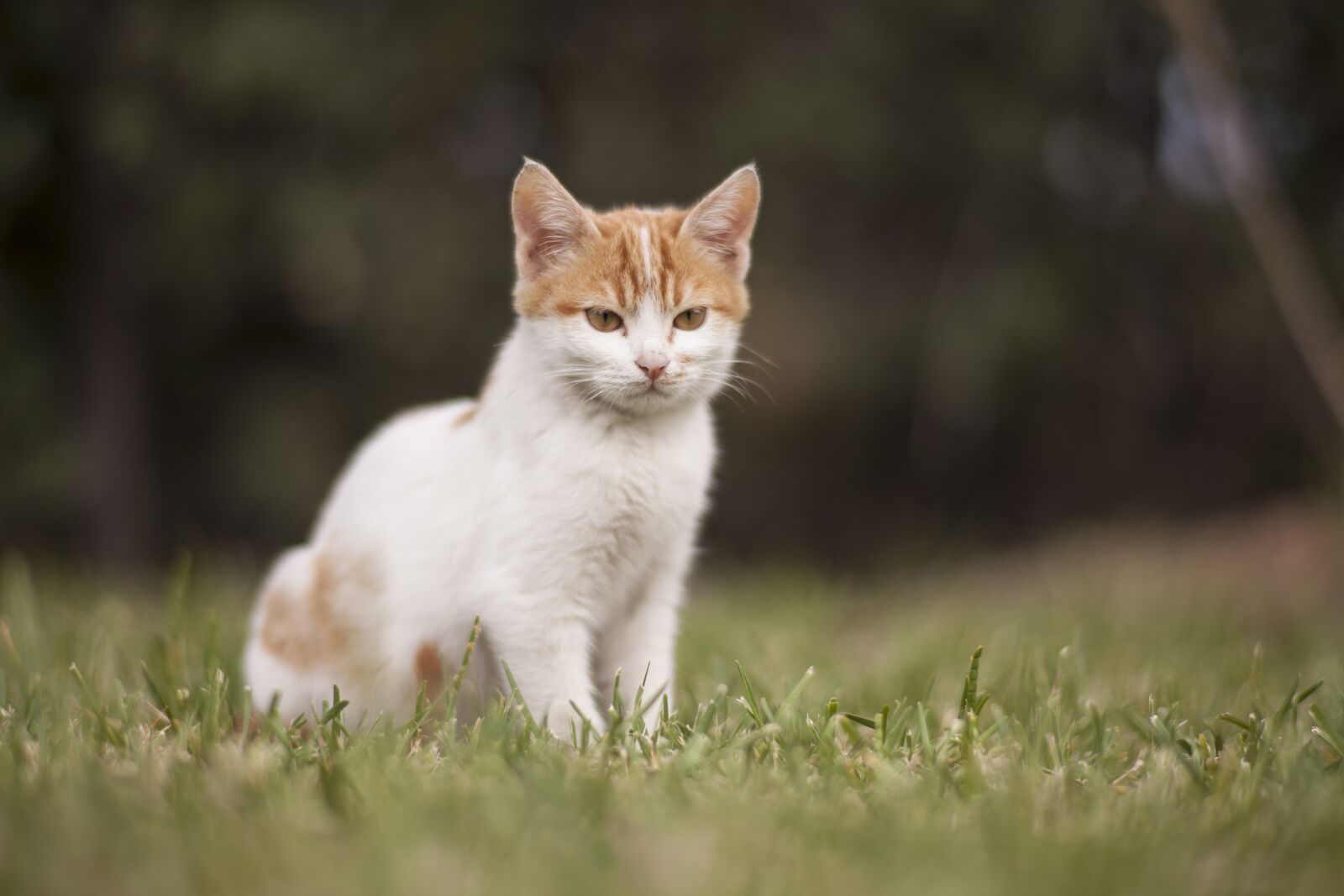 ZEISS Planar T* 85mm F1.4 sample photo. Cat, white, animal portrait photography