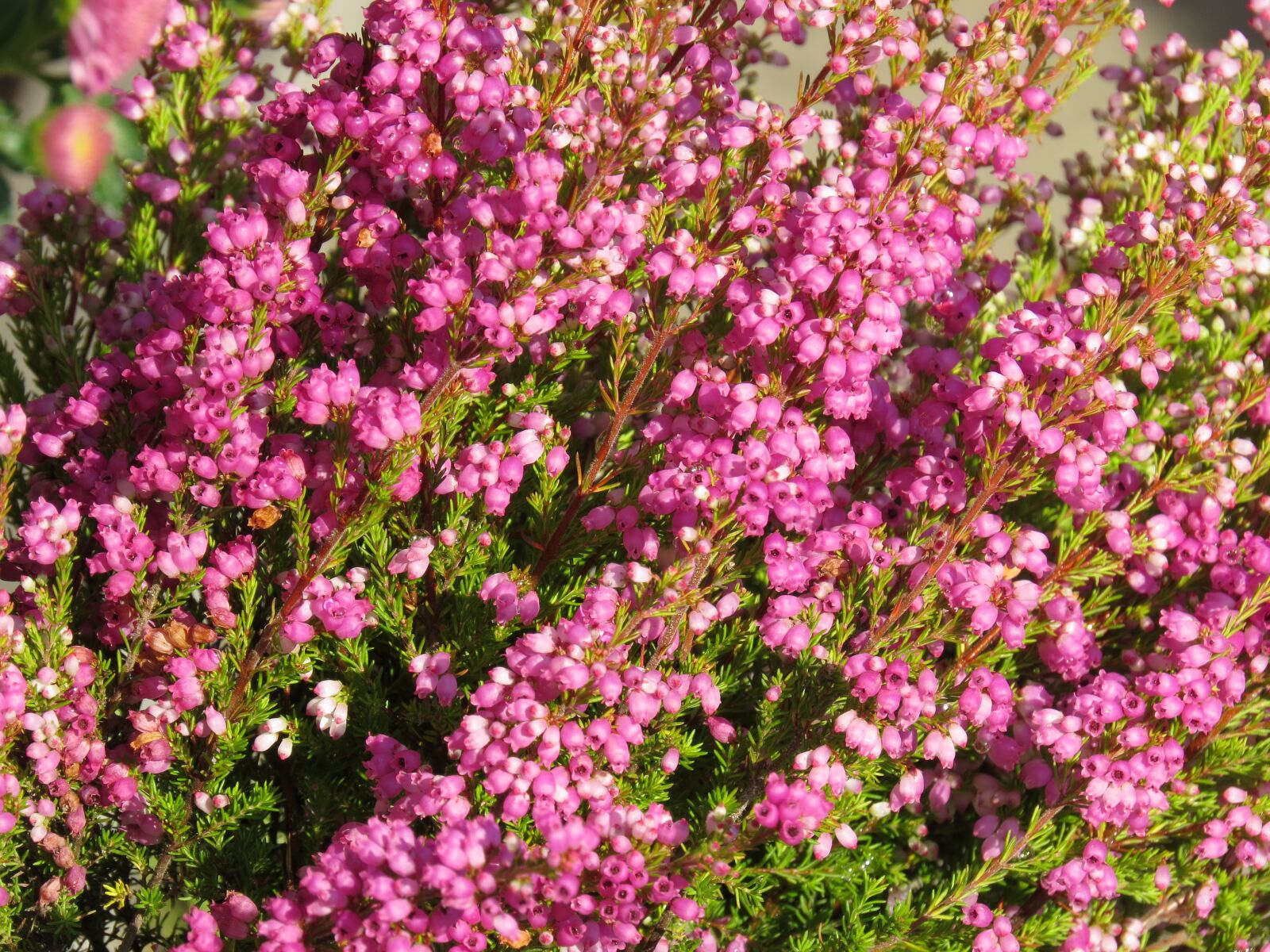 Canon PowerShot SX50 HS sample photo. Heide, pink, bell heather photography