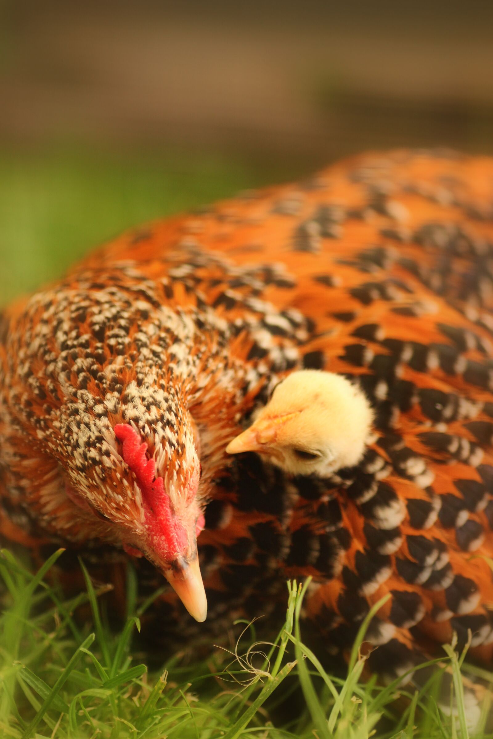 Tamron SP 90mm F2.8 Di VC USD 1:1 Macro sample photo. Chicken, mother hen, chicks photography