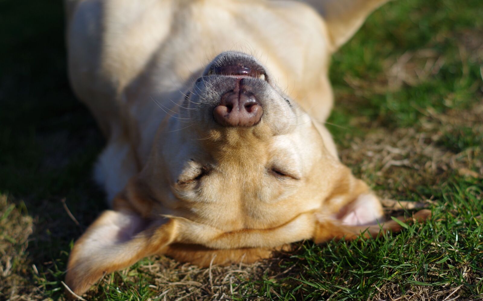 Pentax K-50 sample photo. Dog, sleeping, lying photography