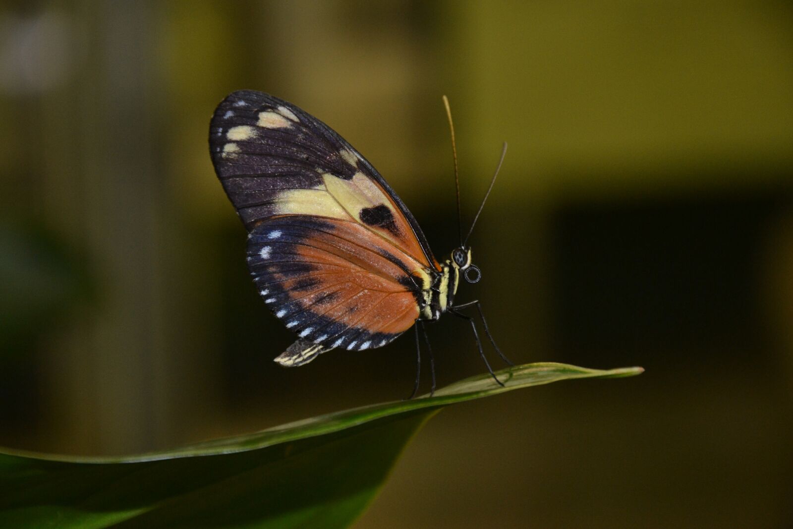 Nikon D3100 sample photo. Butterfly, nature, wing photography