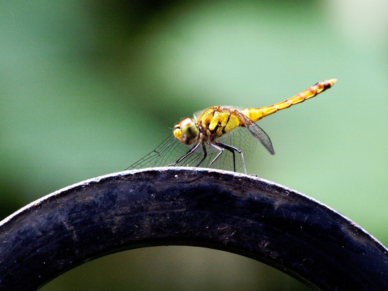 Olympus E-510 (EVOLT E-510) sample photo. Dragonfly, seasonal, autumn photography