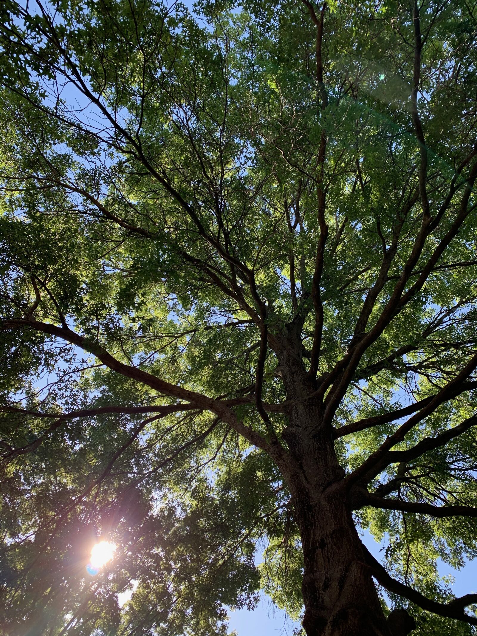 iPhone XS back dual camera 4.25mm f/1.8 sample photo. Sun, trees, sky photography